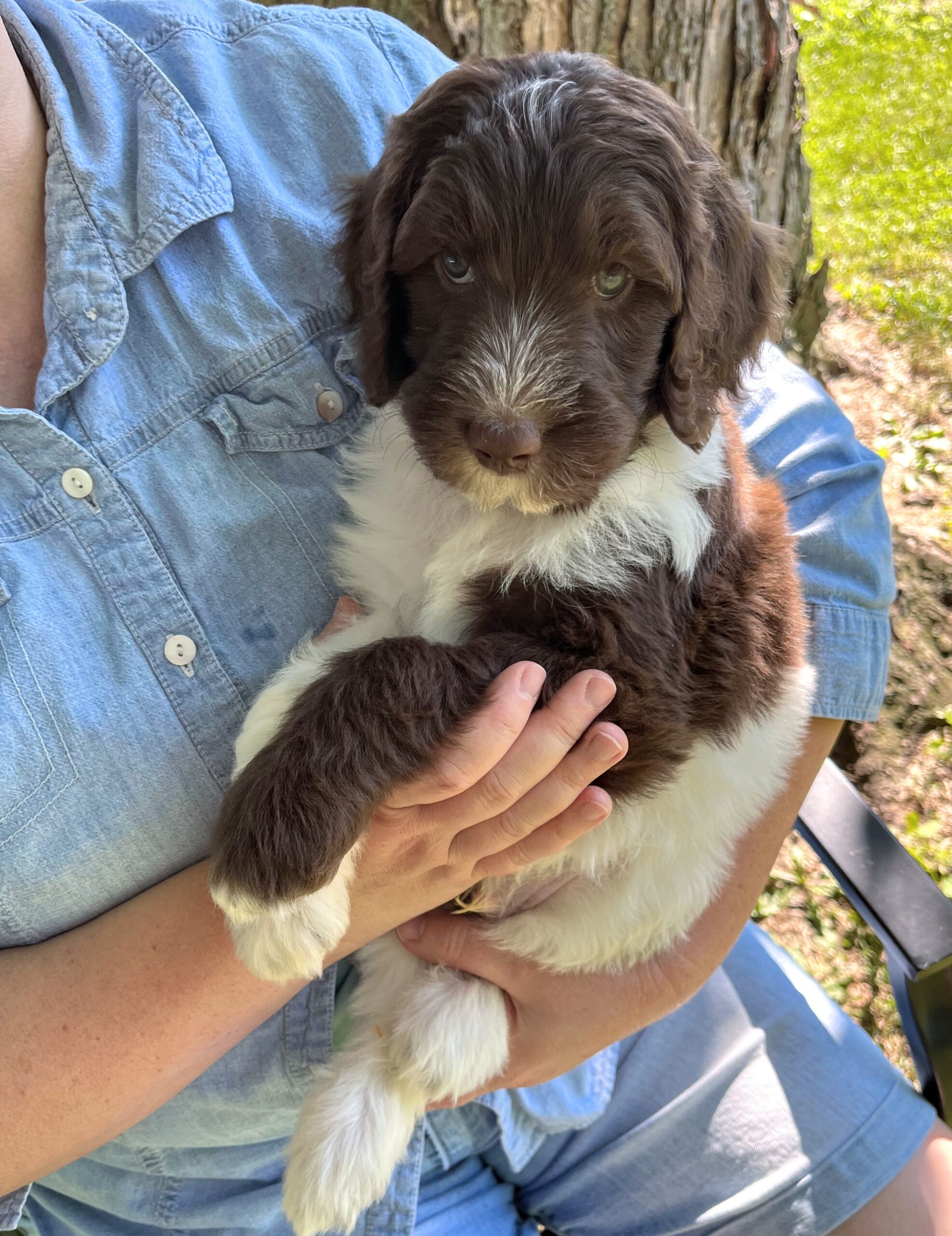 Cadbury M 6 wks 3-3