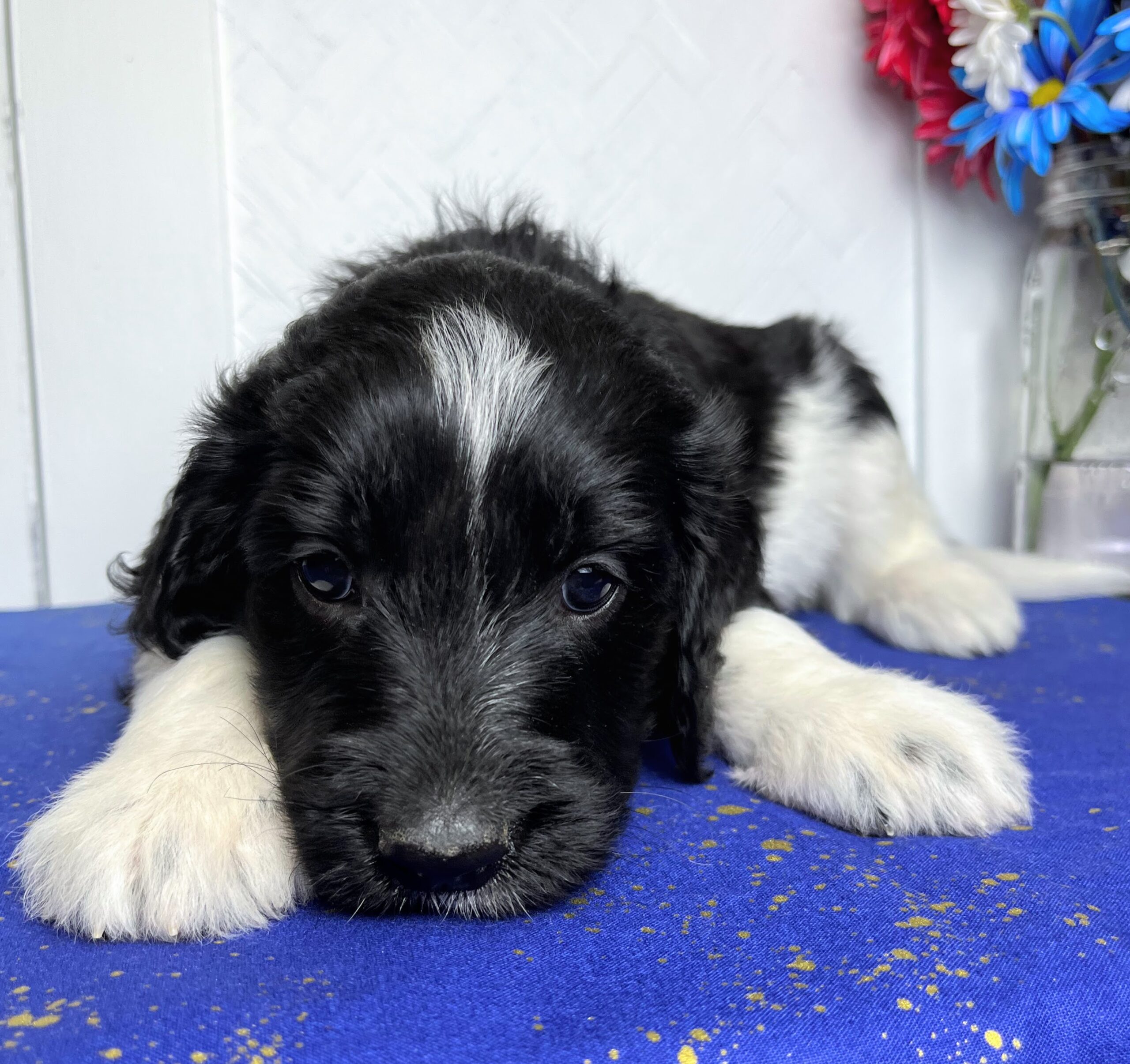 Eclair 5 wks 3-3