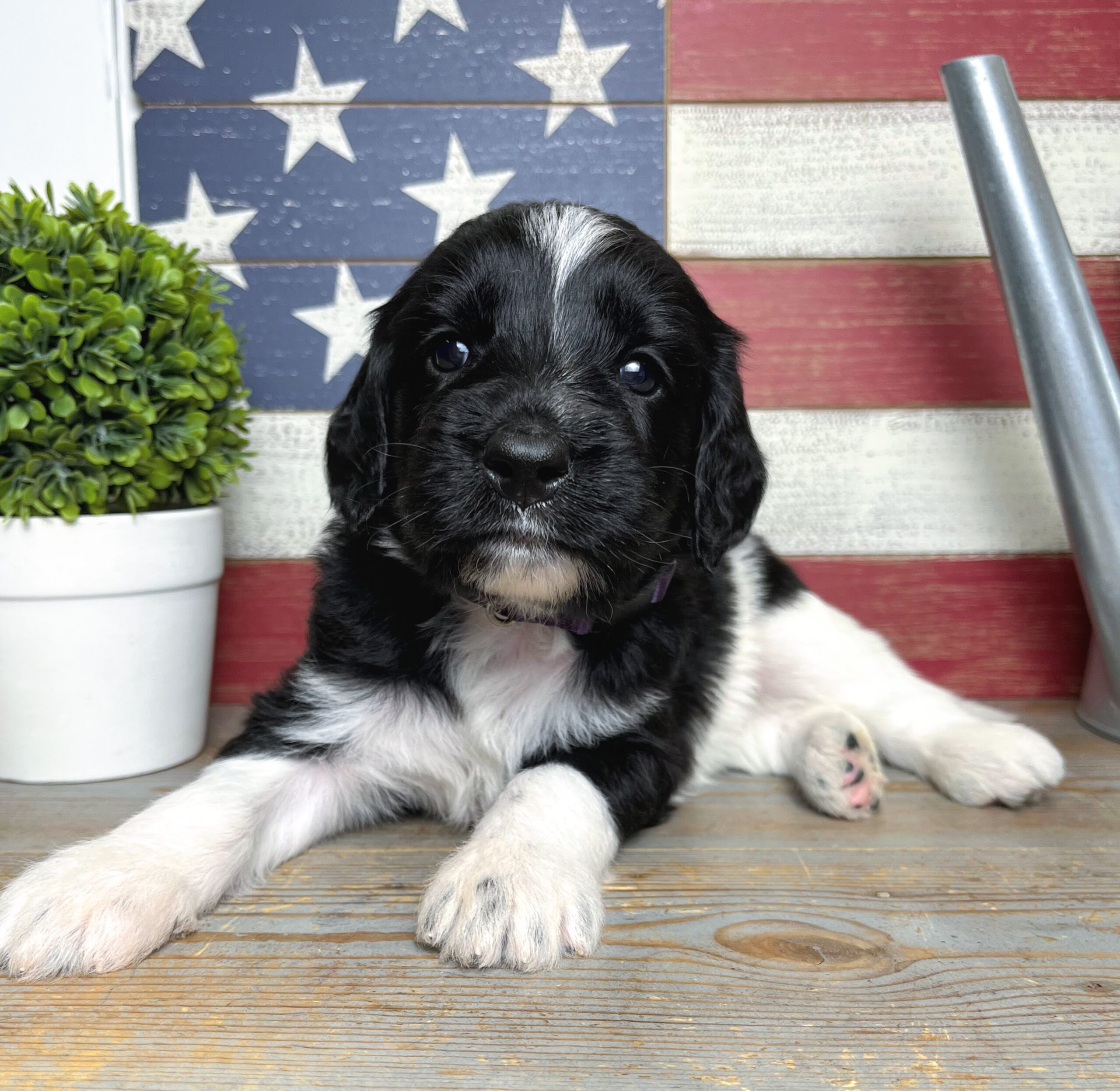 Standard Goldendoodle puppies for sale NY Dandy Doodles