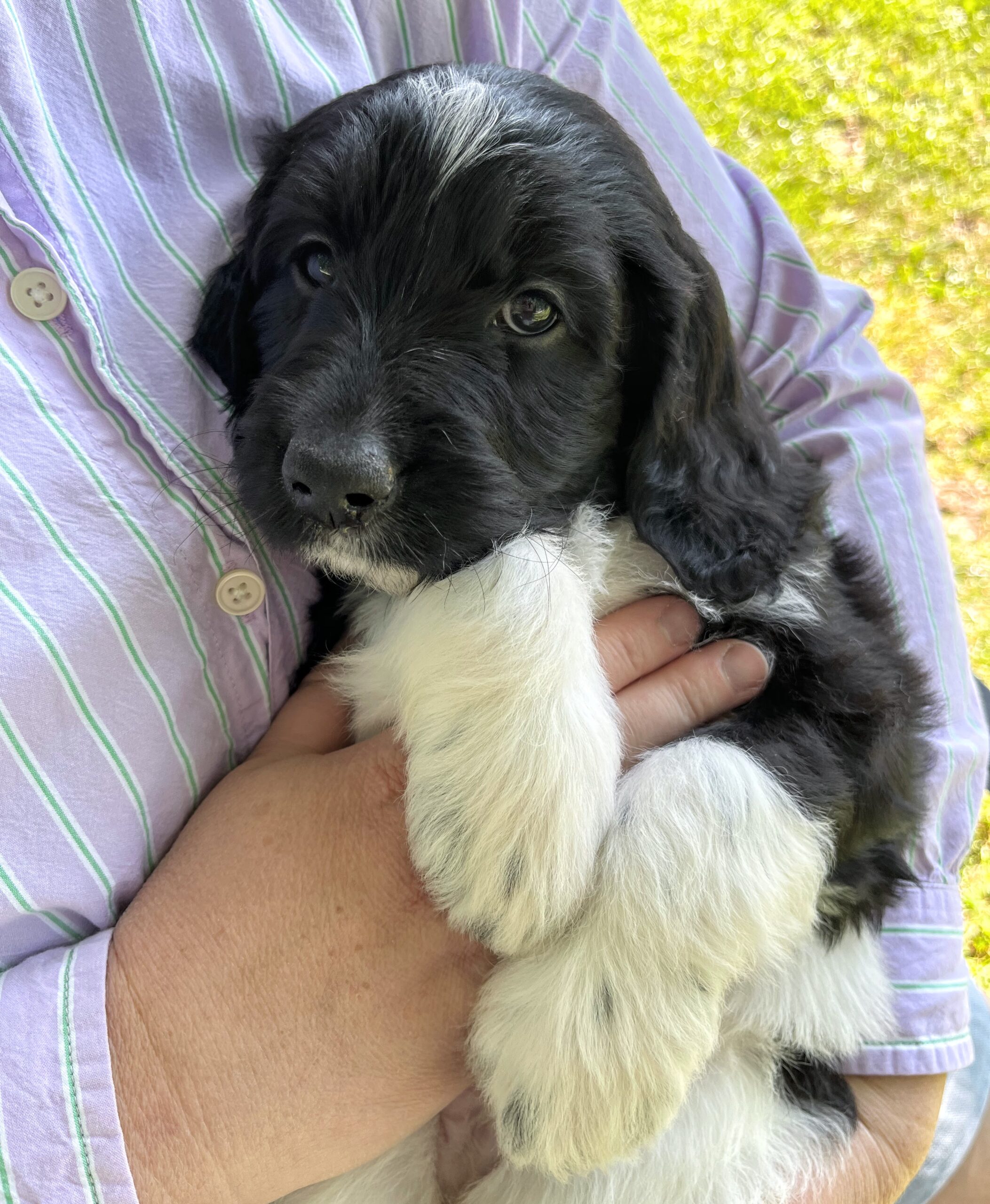 Eclair F 6 wks 2-3