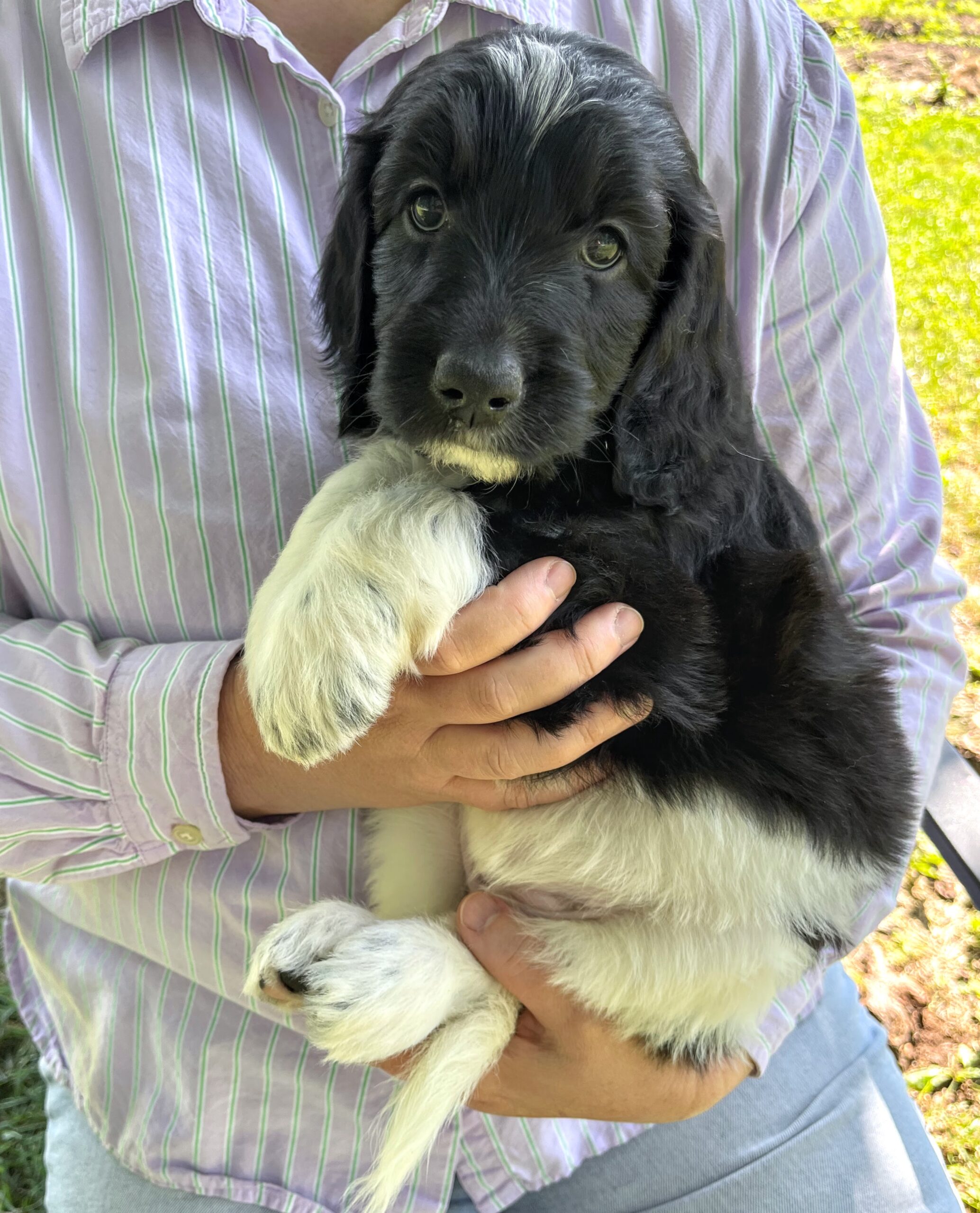 Eclair F 6 wks 3-3
