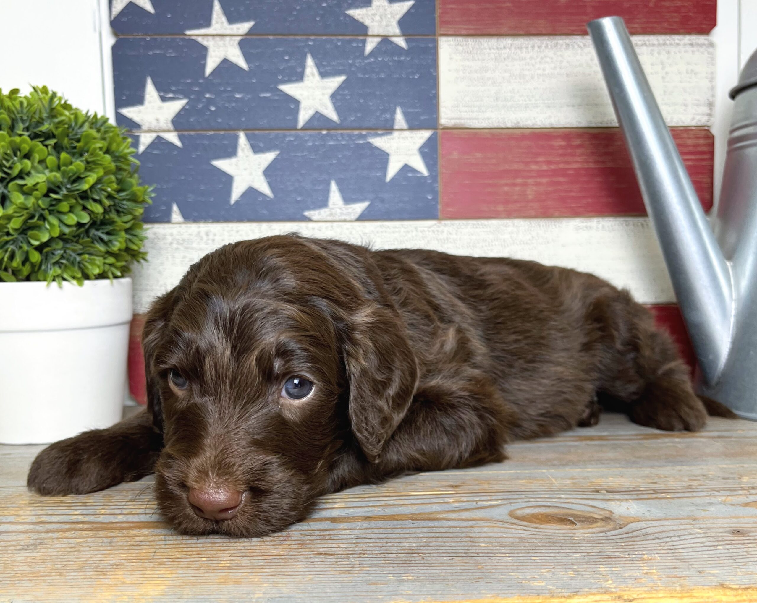 Standard Goldendoodle puppies for sale Rochester Buffalo NYC Syracuse Binghamton Albany