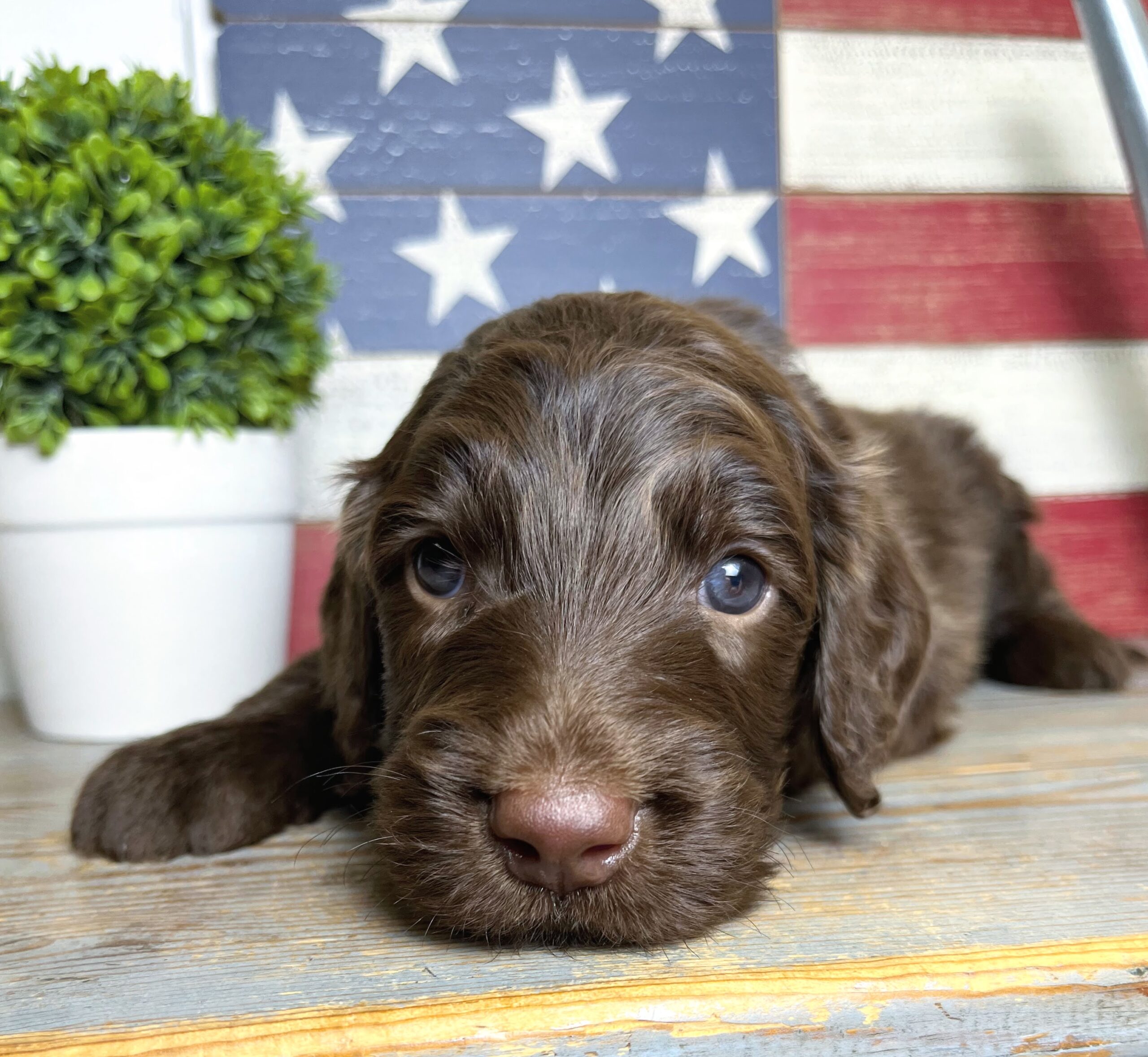 Hershey M 4 wks 2-3
