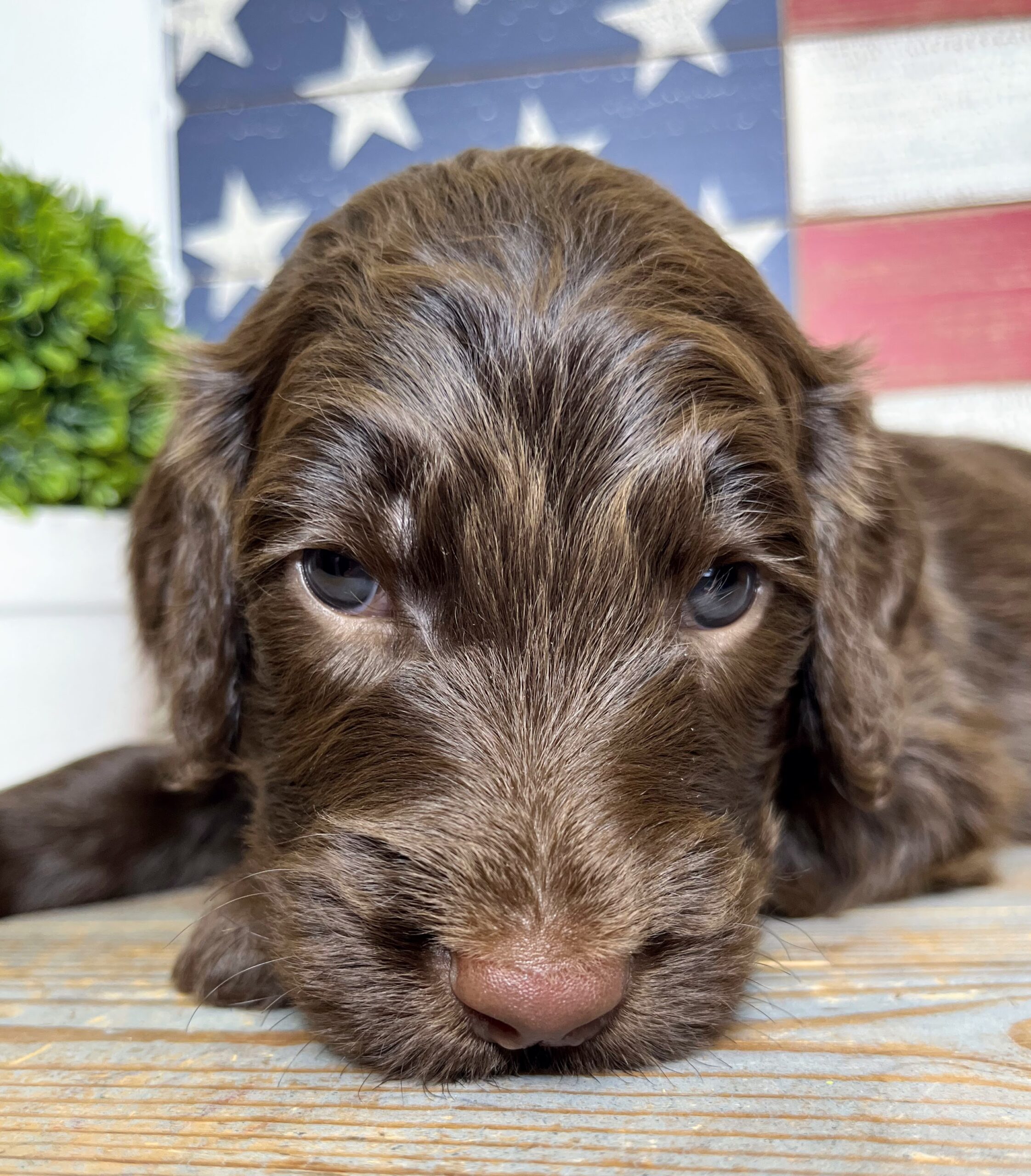 Hershey M 4 wks 3-3