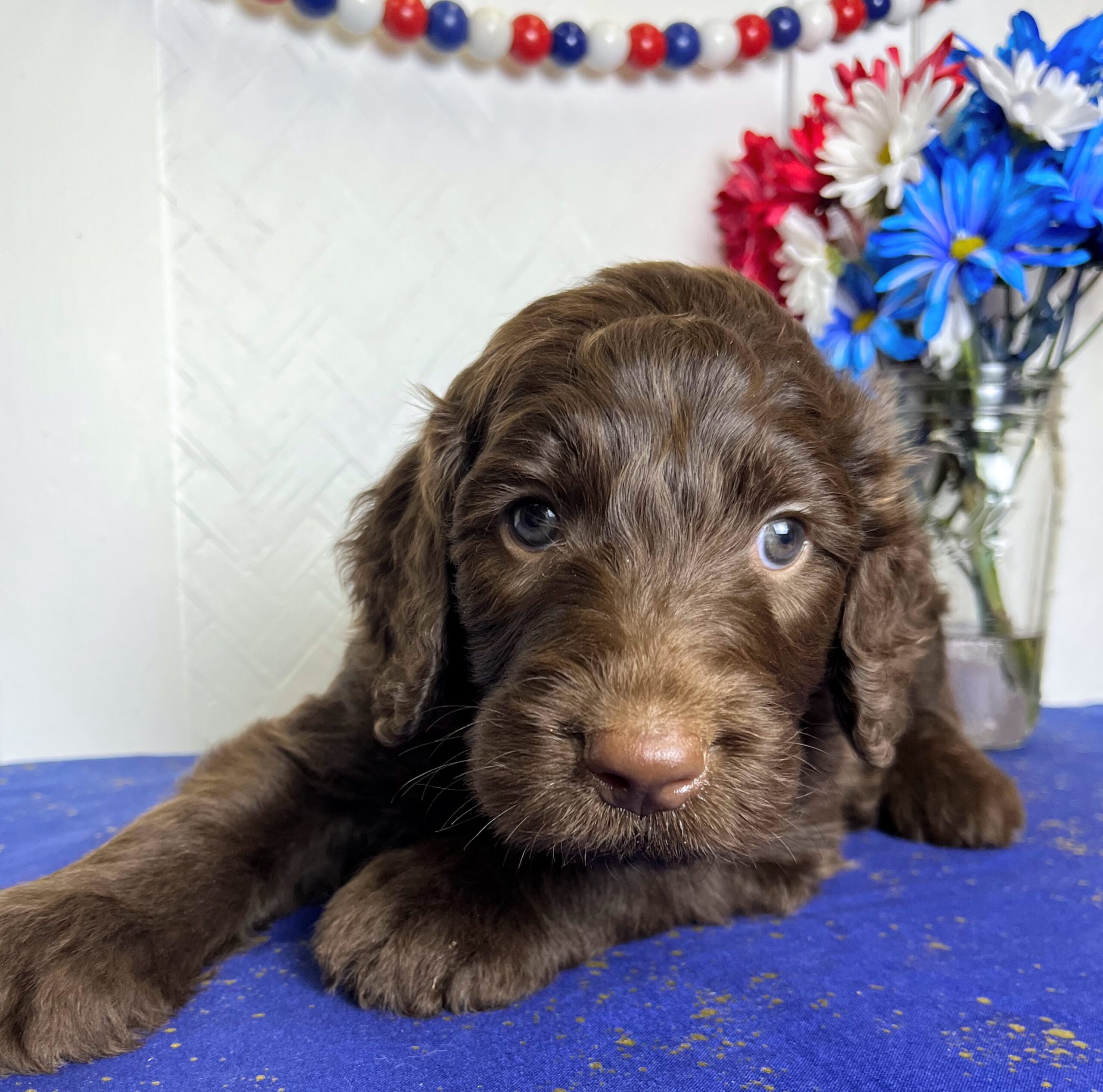 Hershey M 5 wks 2-3