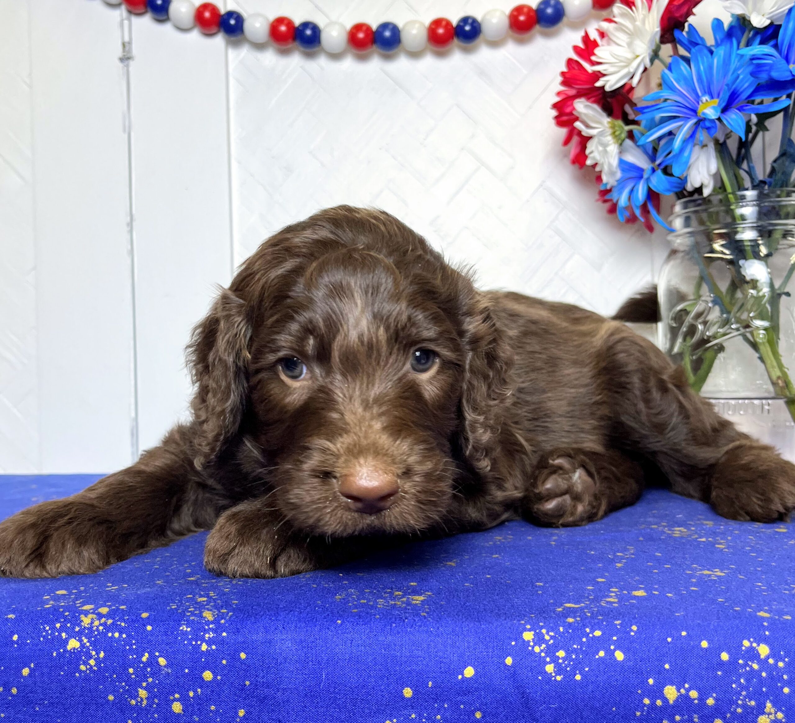 Hershey M 5 wks 3-3