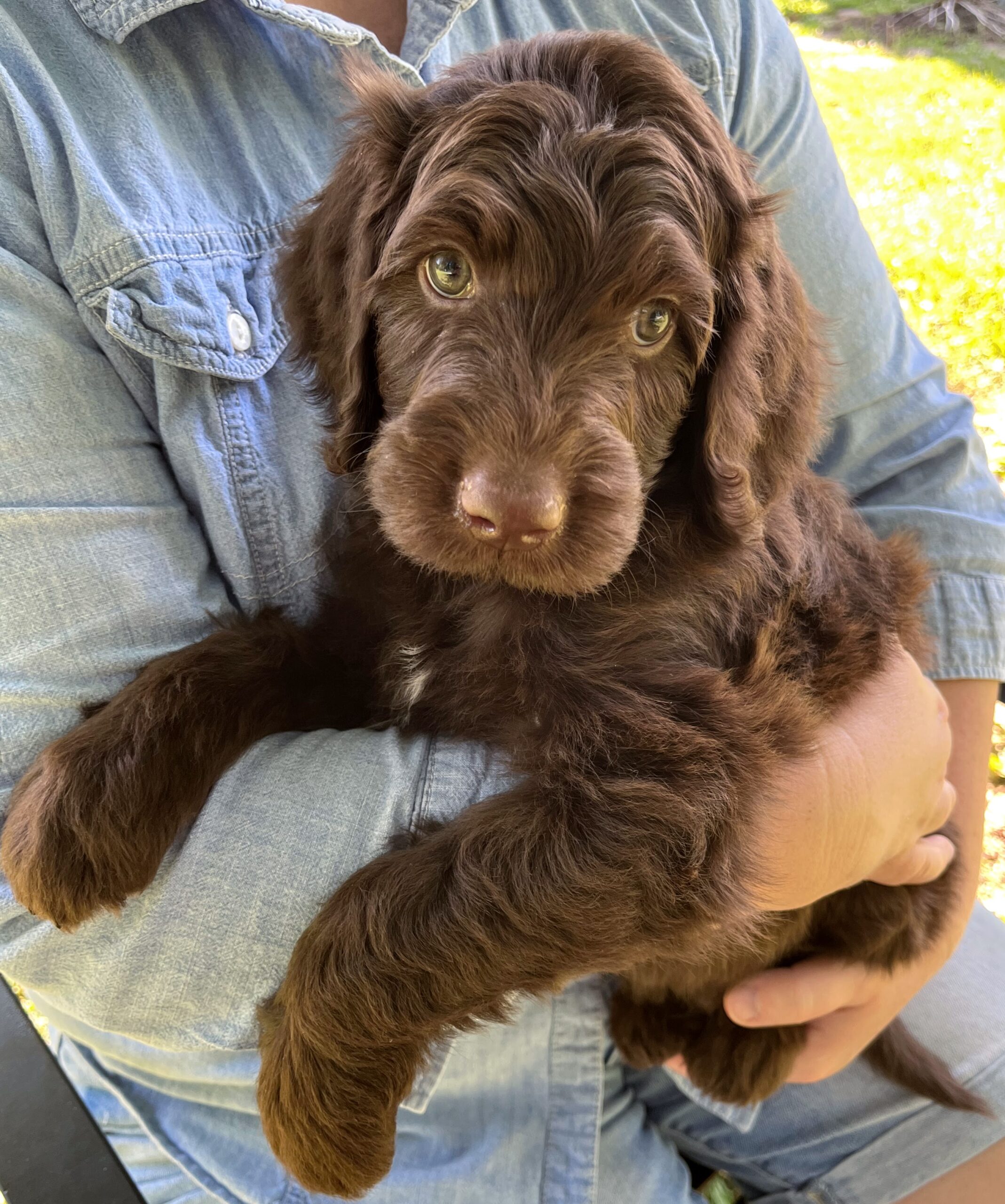 Hershey M 6 wks 1-3 Kora 26