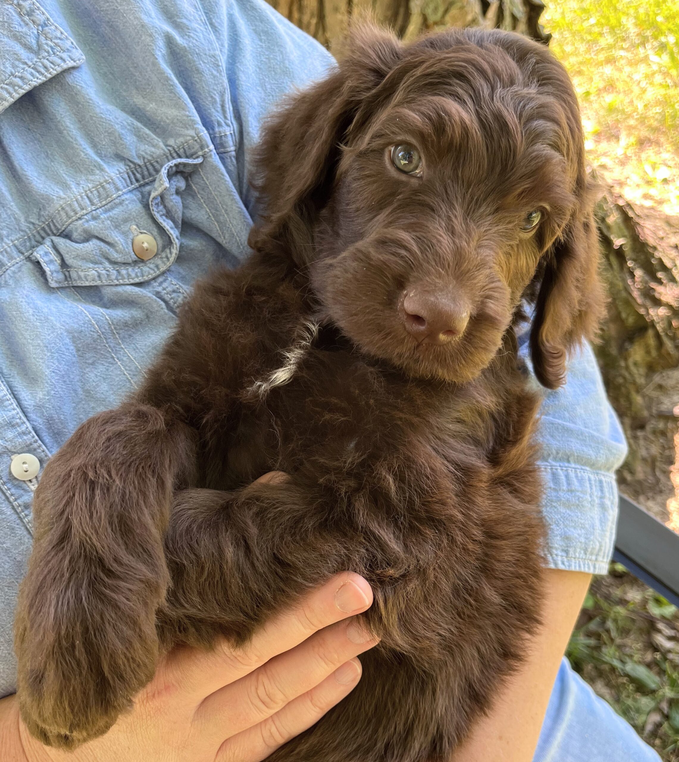 Hershey M 6 wks 2-3