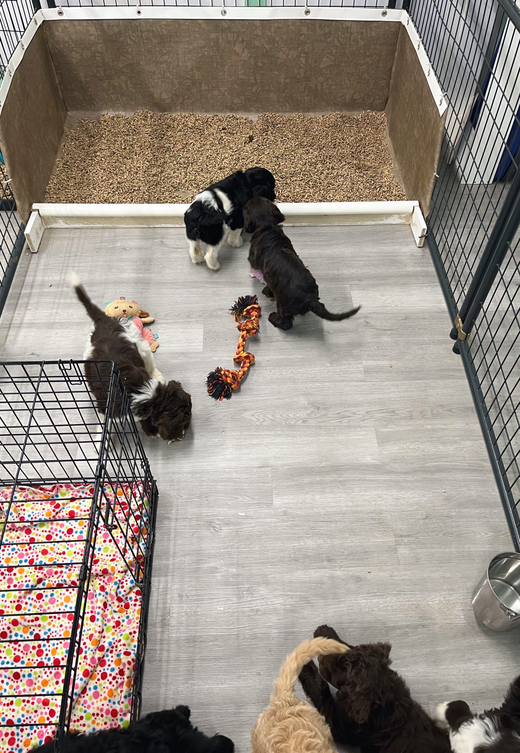 Kora pups litter box pen kennel crate 26