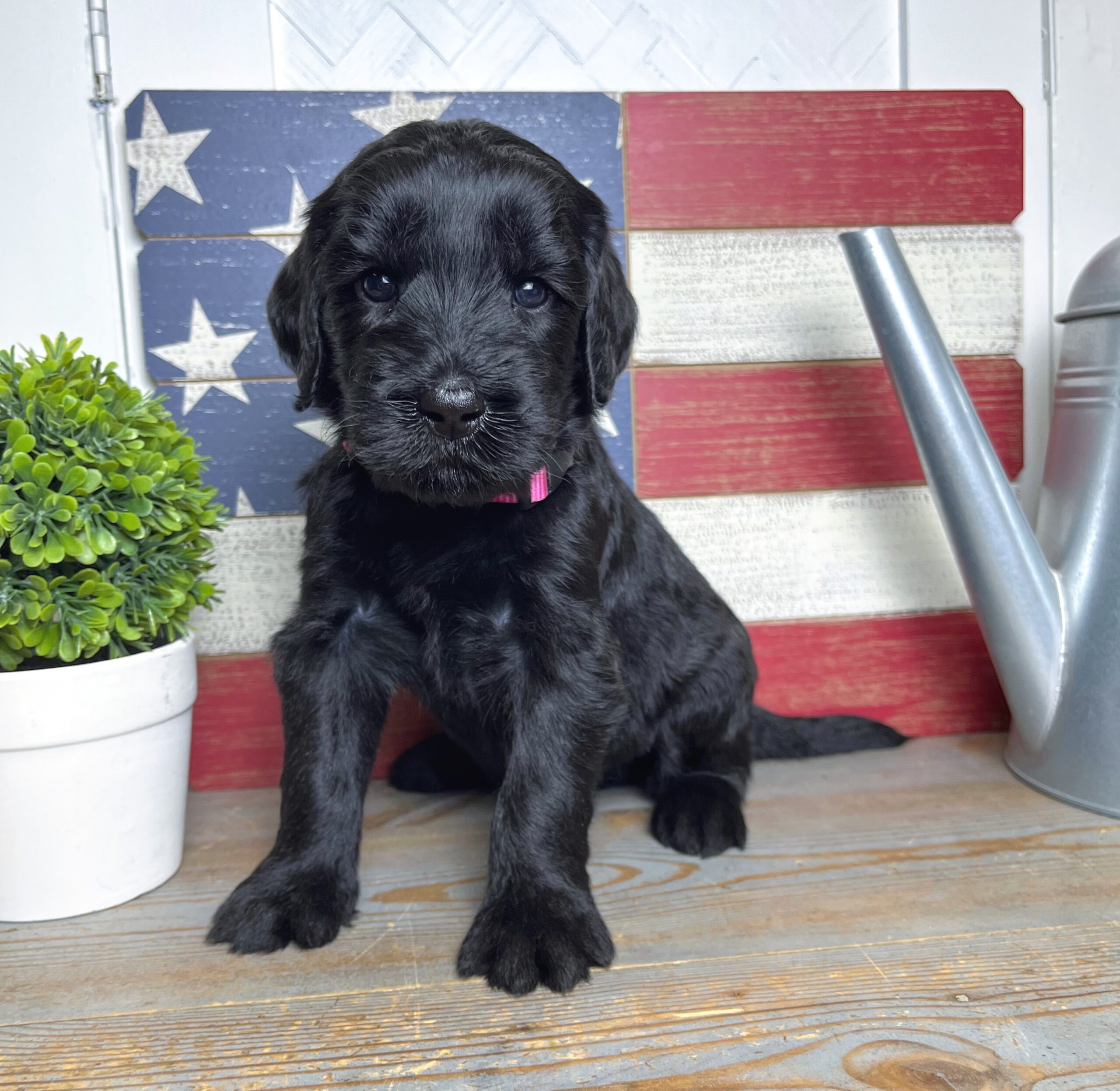 Praline F 4 wks 1-3 Kora 26