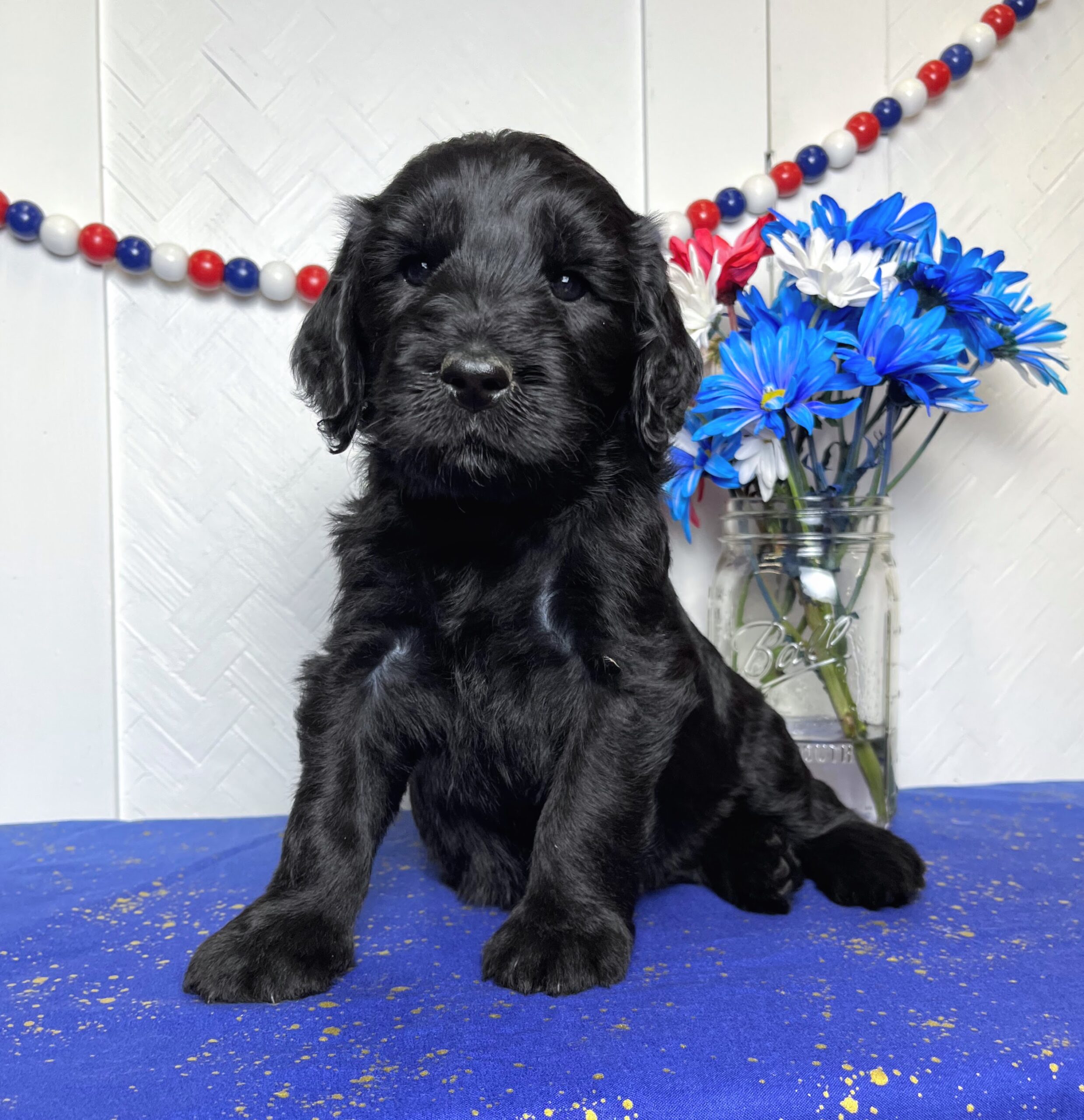 NY Dandy Doodles puppies for sale