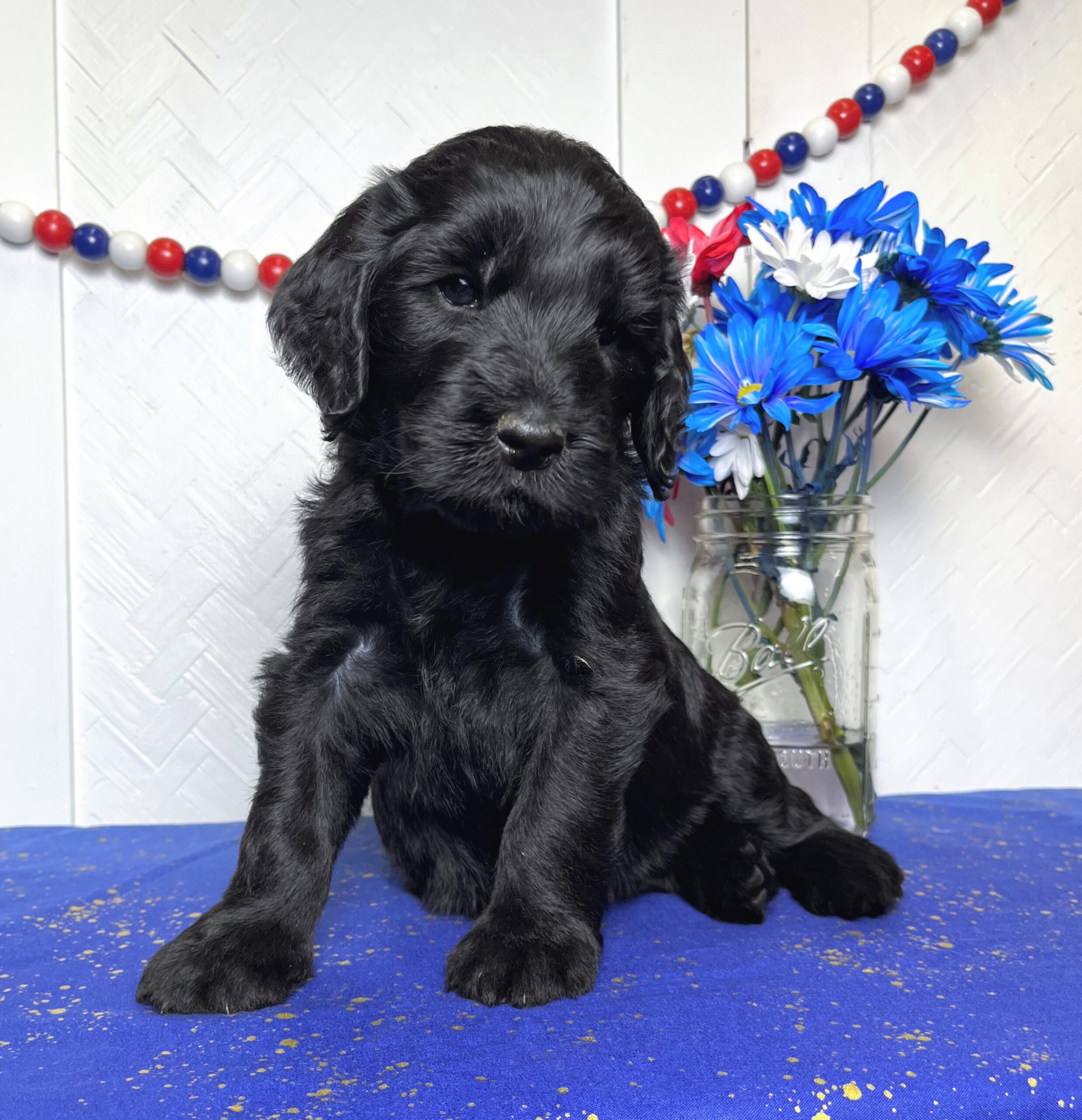 Praline F 5 wks 2-3