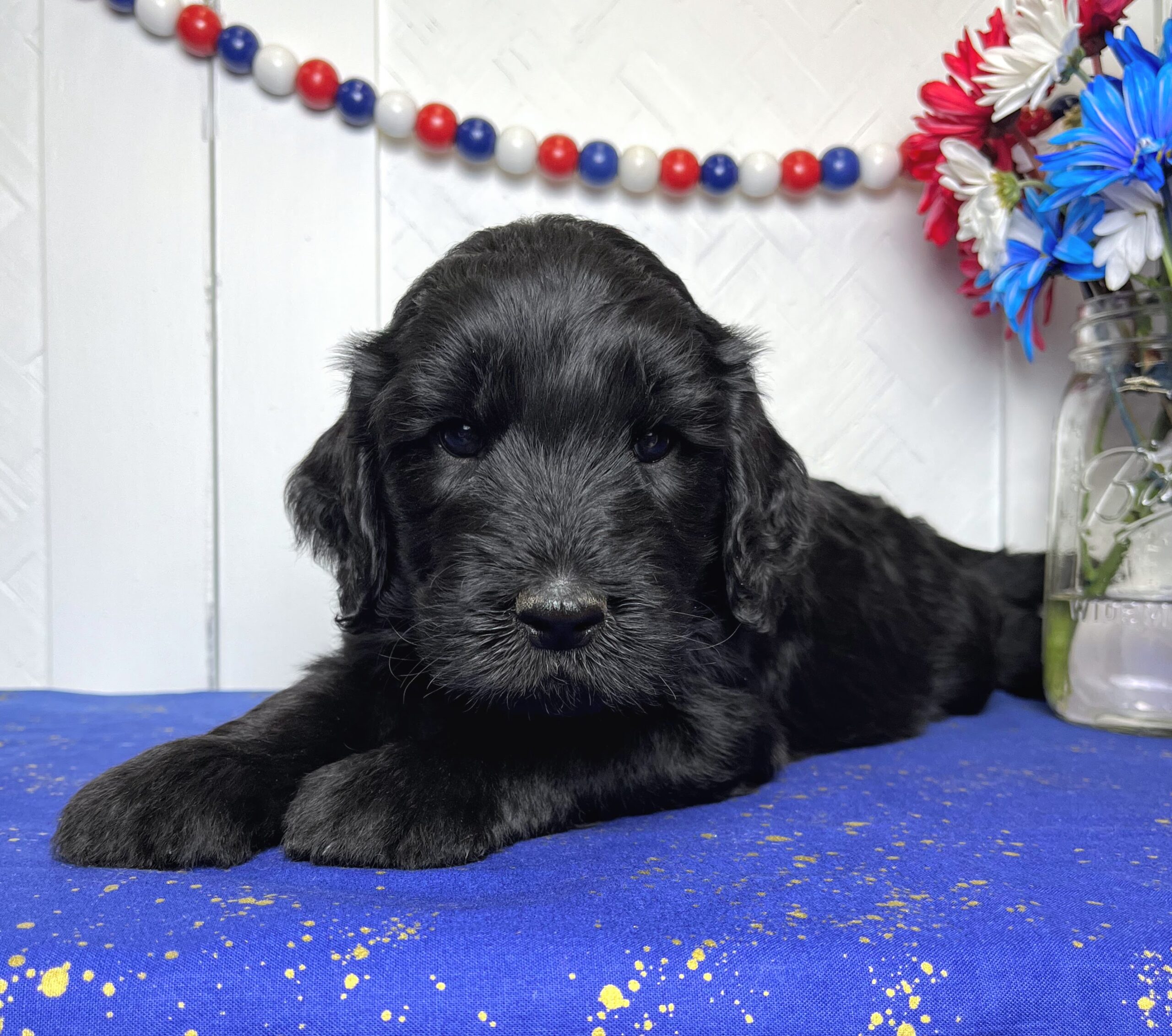 Praline F 5 wks 3-3