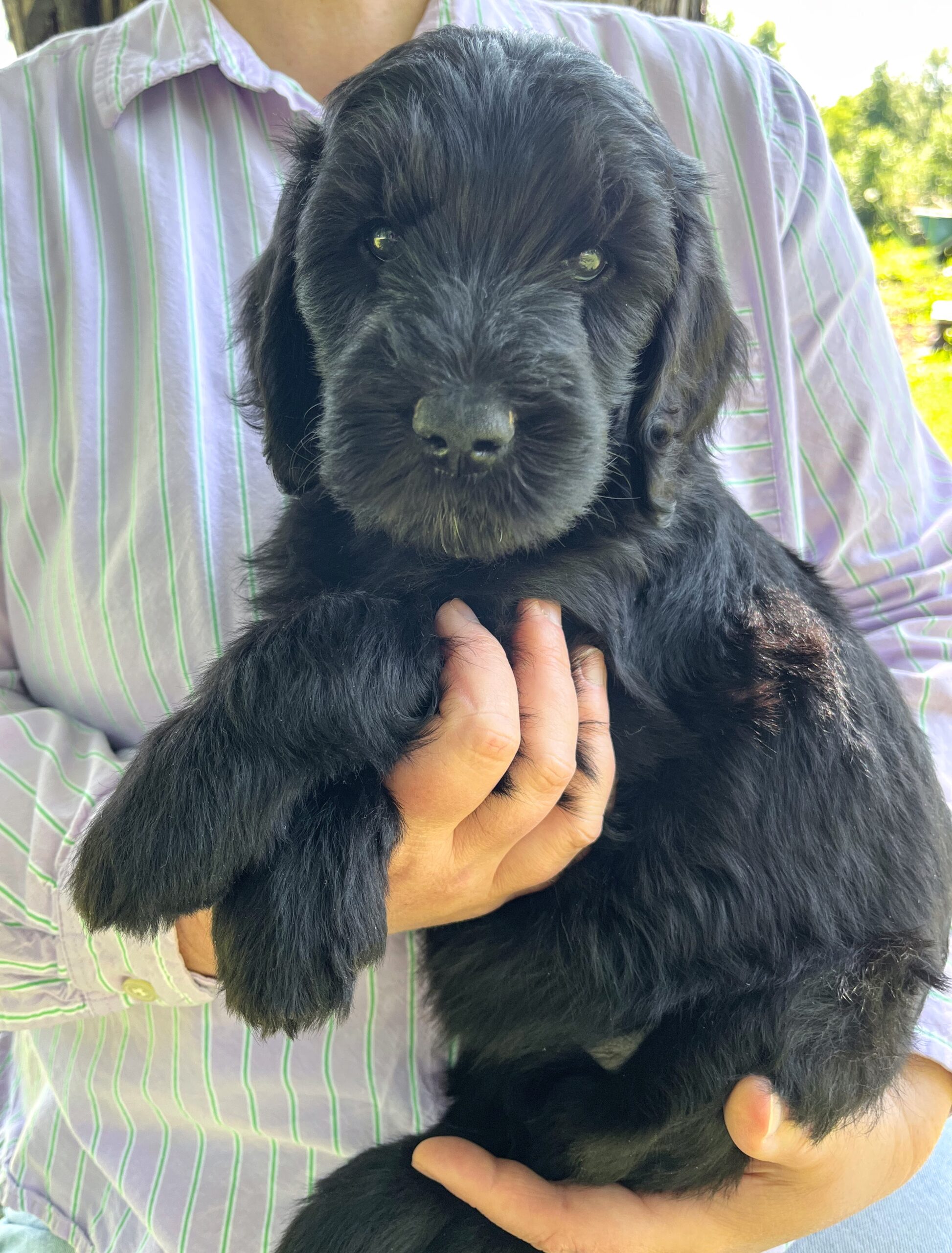 Praline F 6 wks 3-3