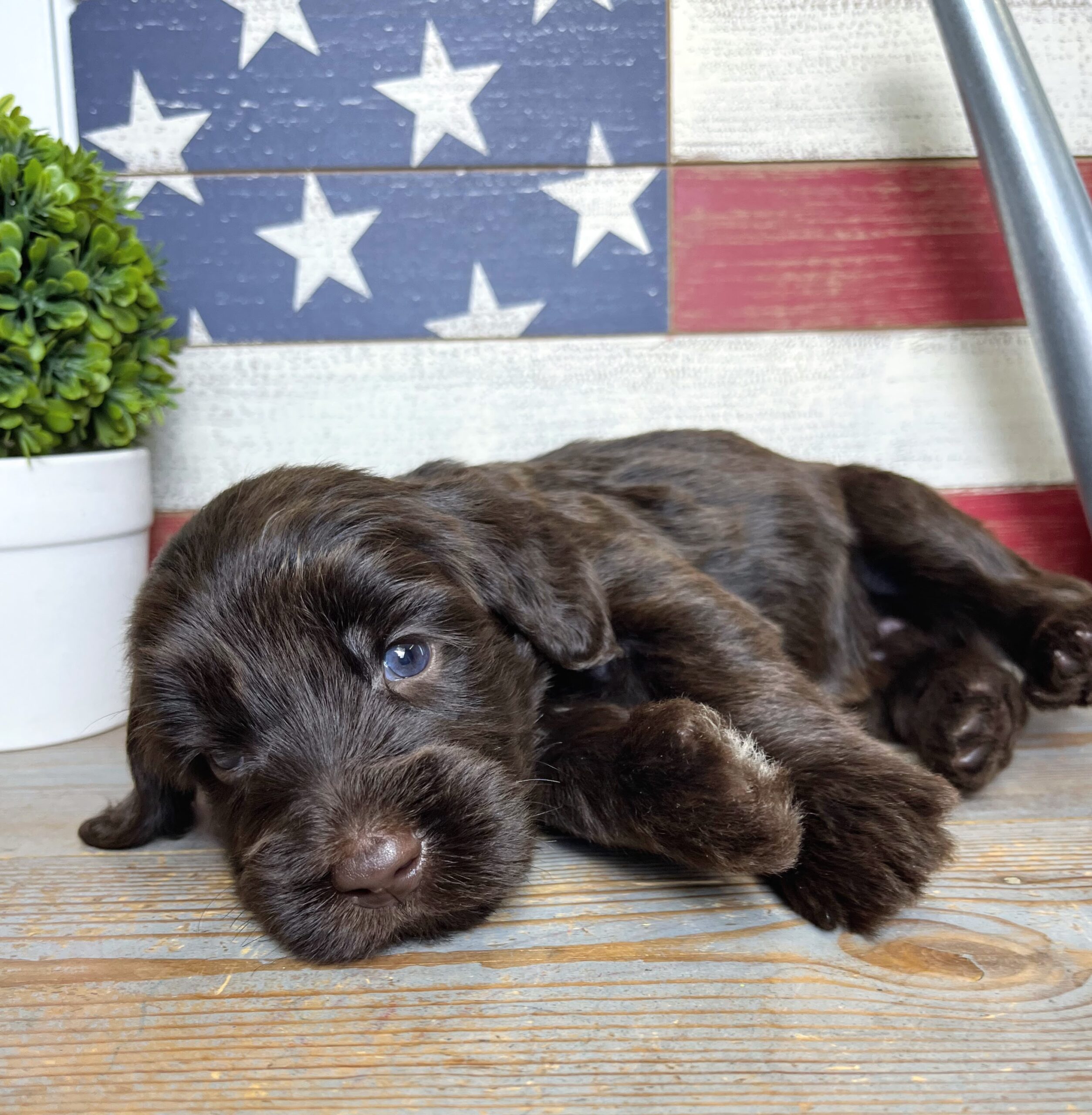 Reese M 4 wks 2-3