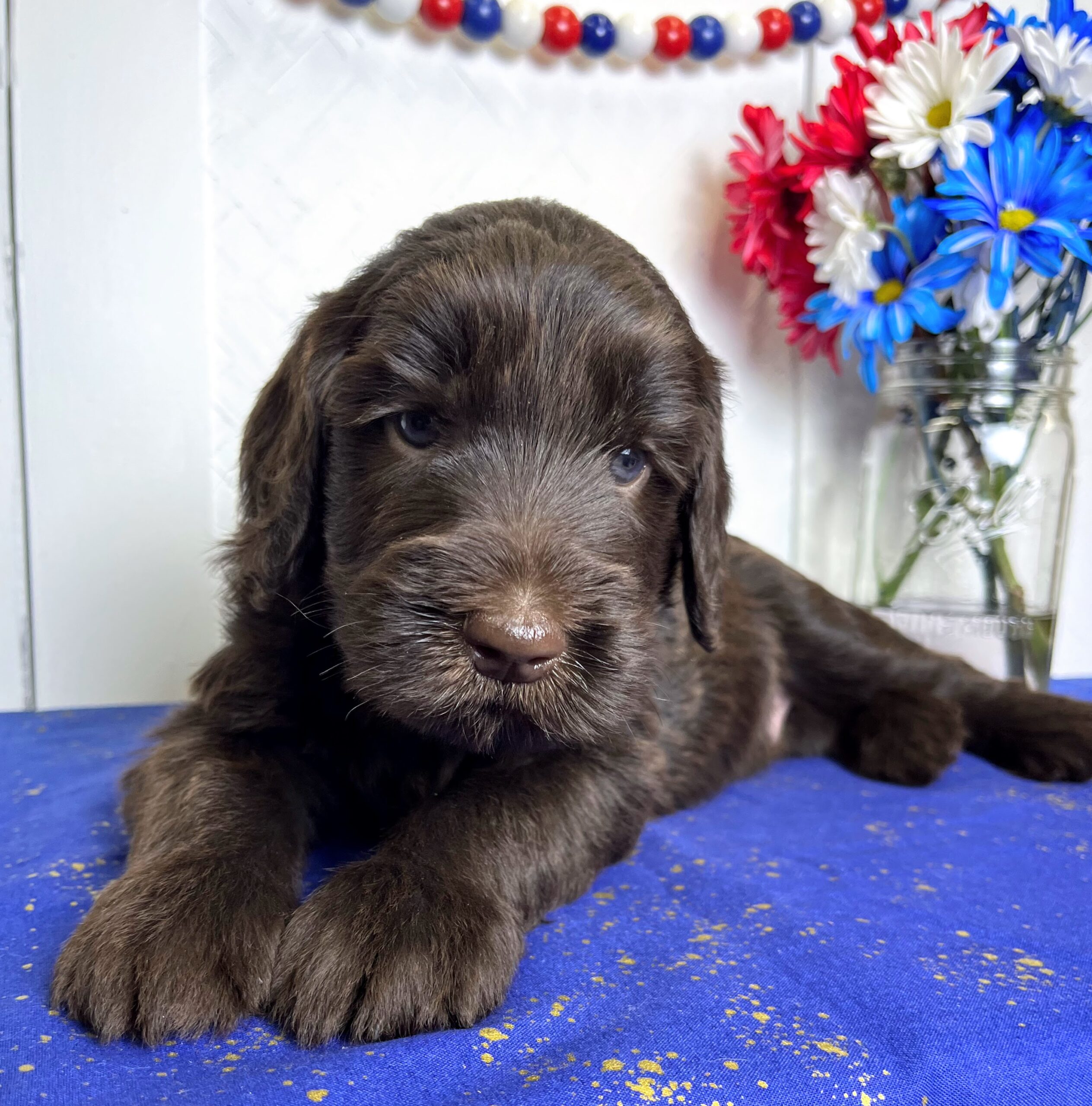 Chocolate Goldendoodle puppies for sale NY Dandy Doodles