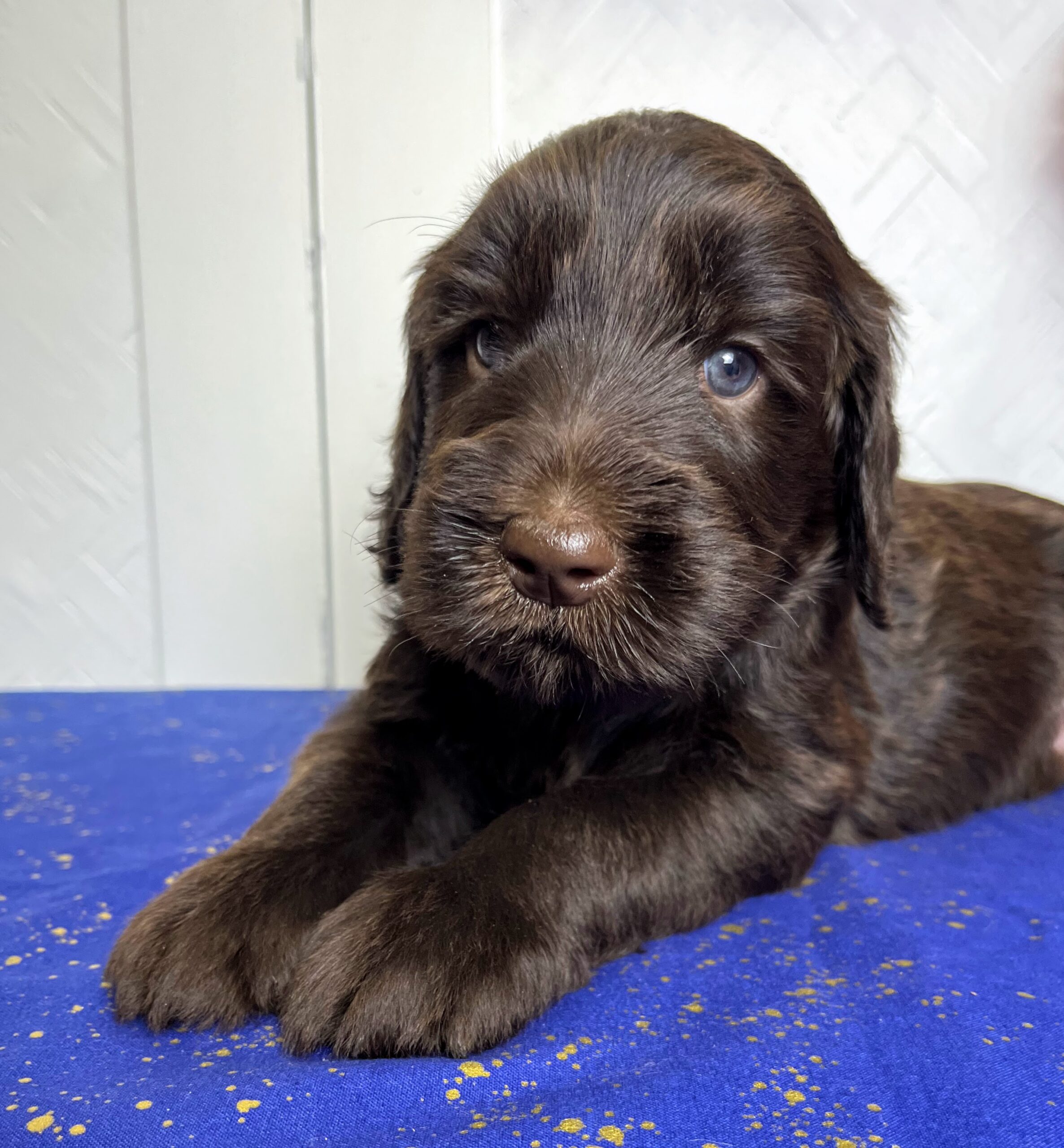Reese M 5 wks 3-3