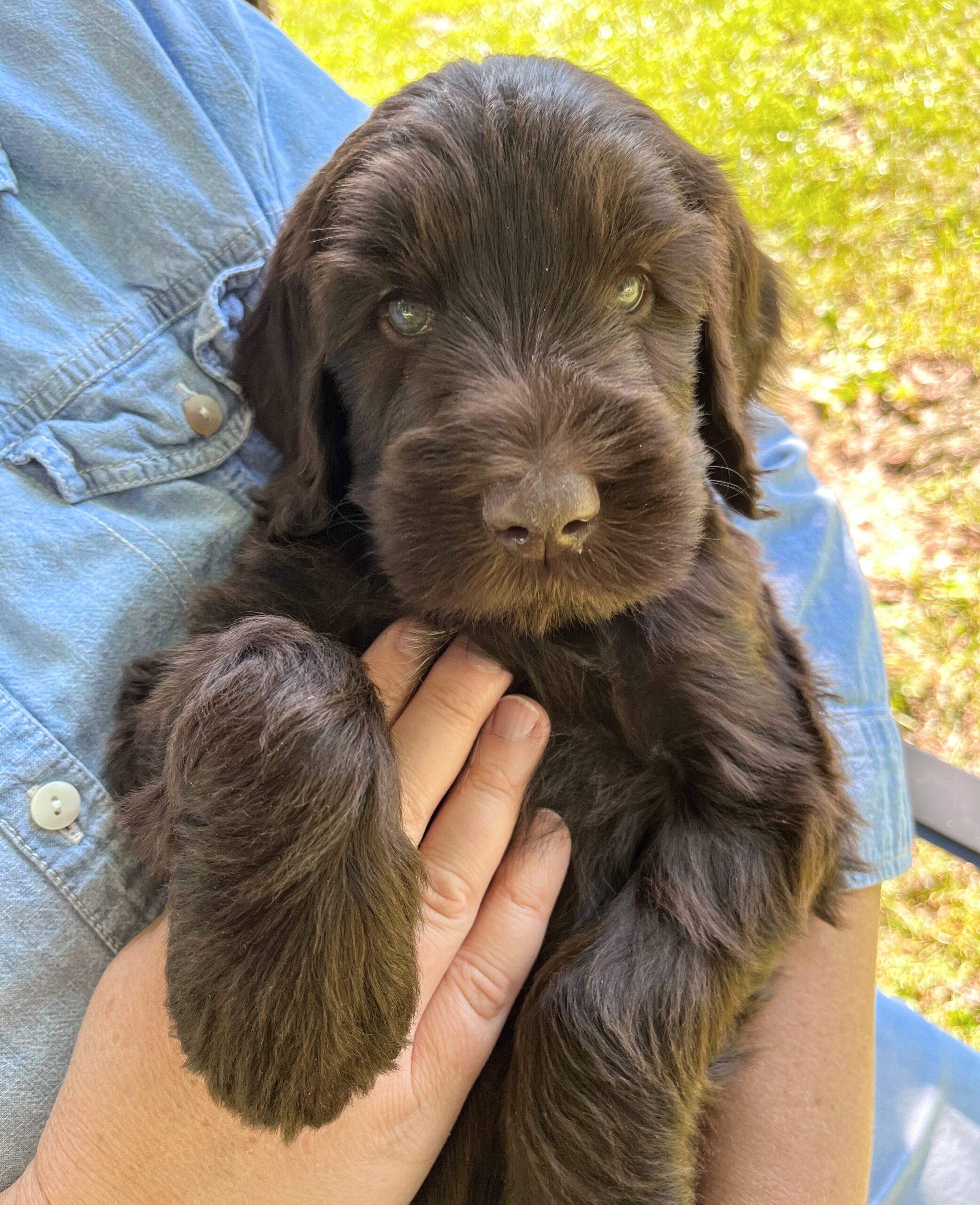 Reese M 6 wks 2-3