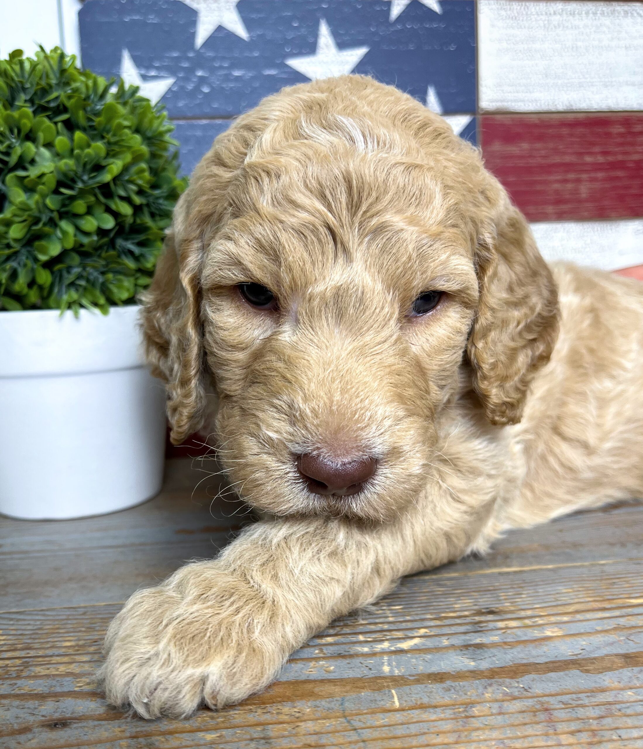 Wafer M 4 wks 2-3