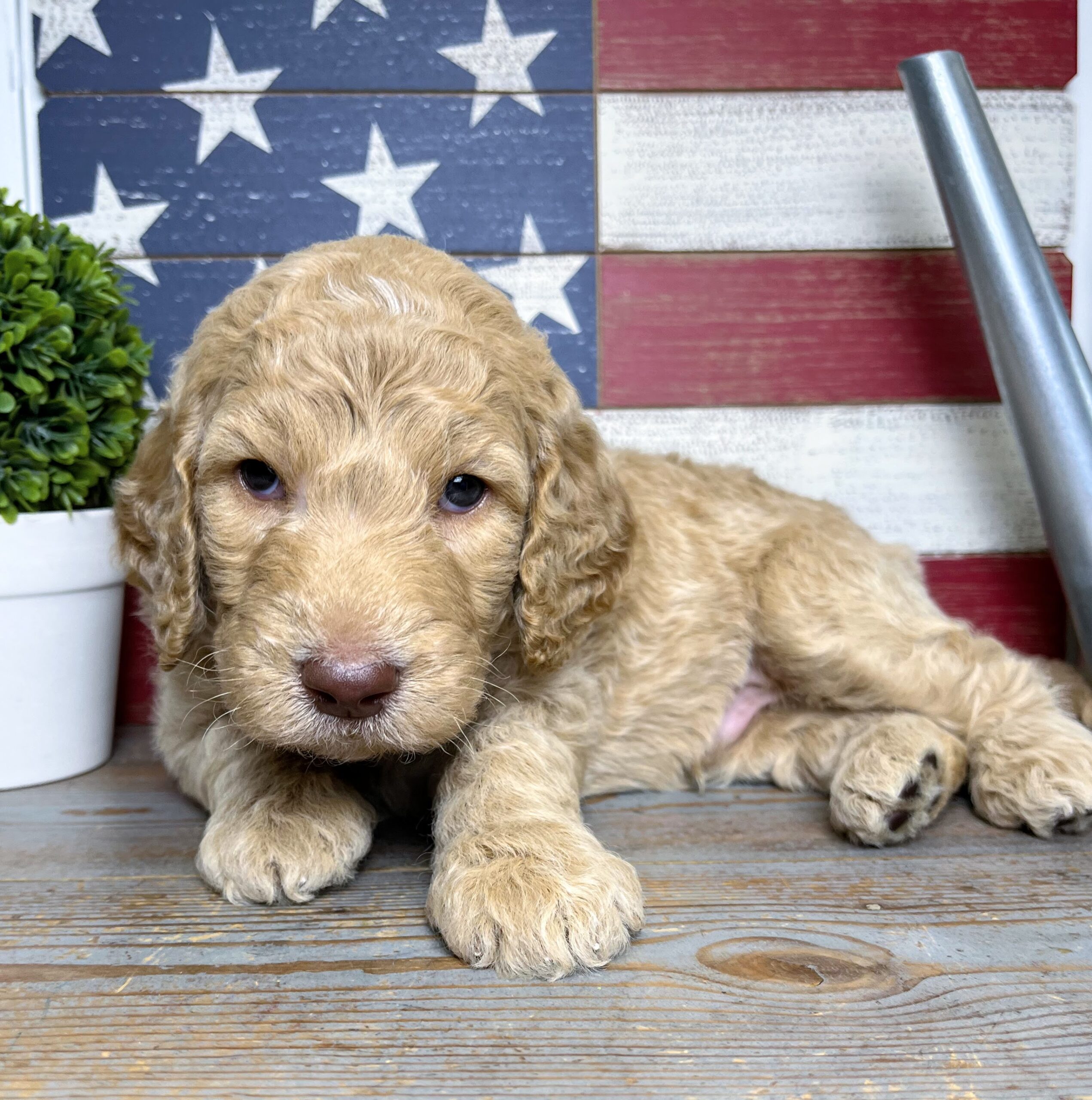 Wafer M 4 wks 3-3