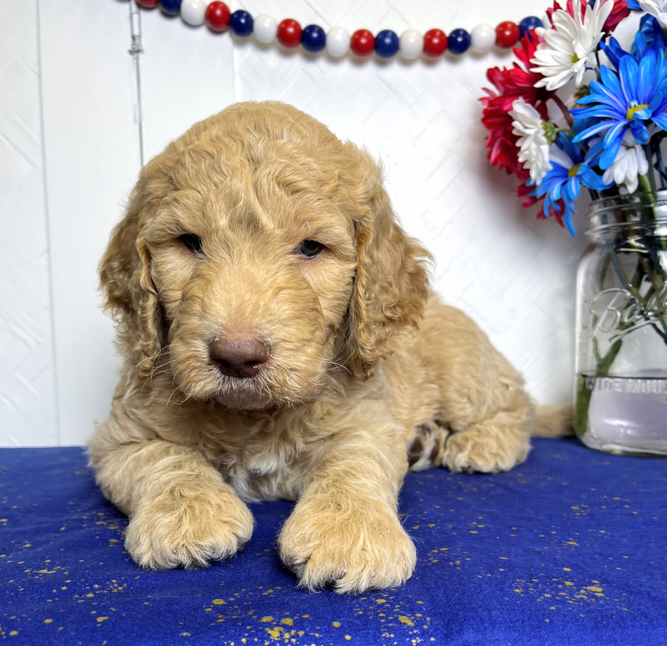 Standard Goldendoodle puppies for sale NY Dandy Doodles