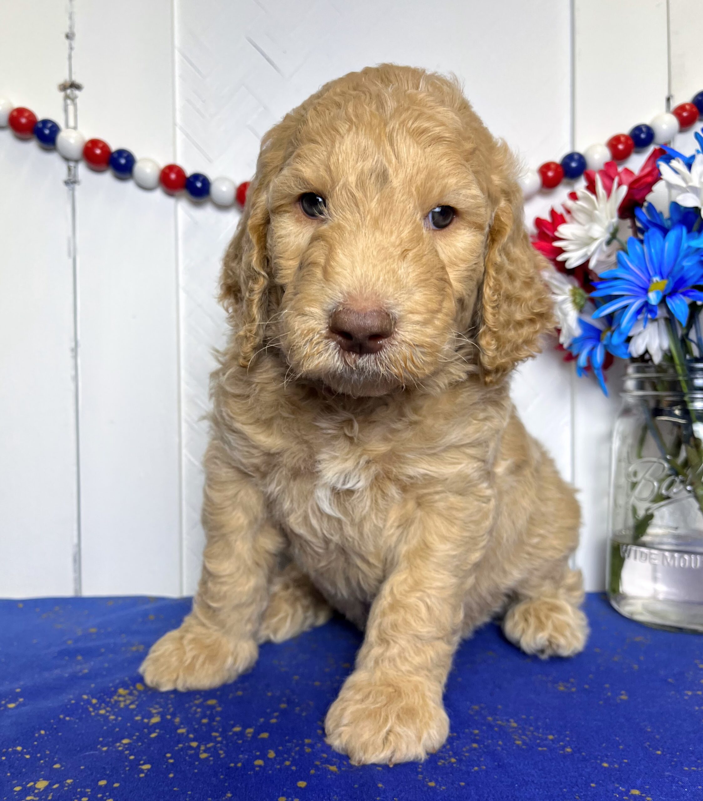 Wafer M 5 wks 3-3