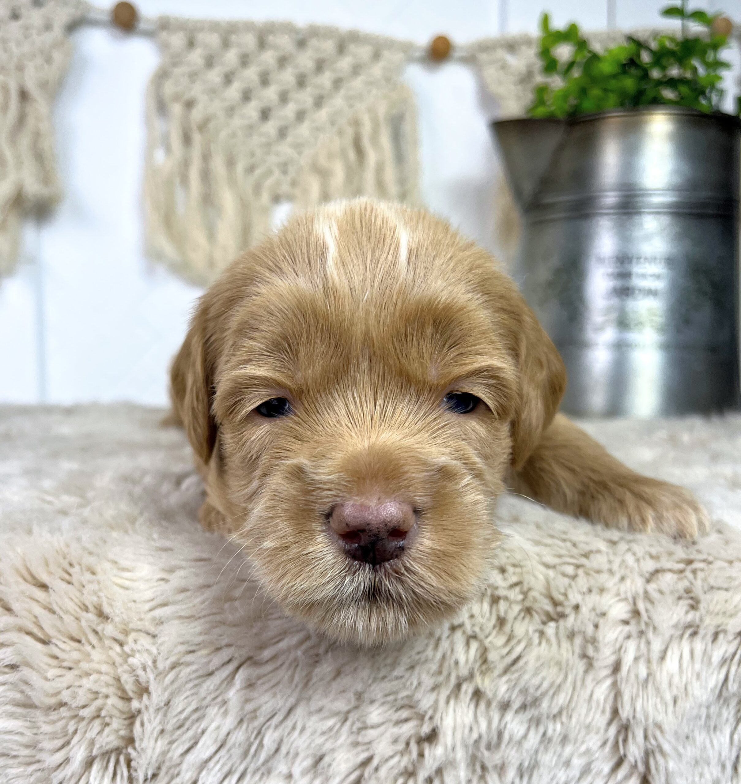 Cashew M 3 wks 2-3