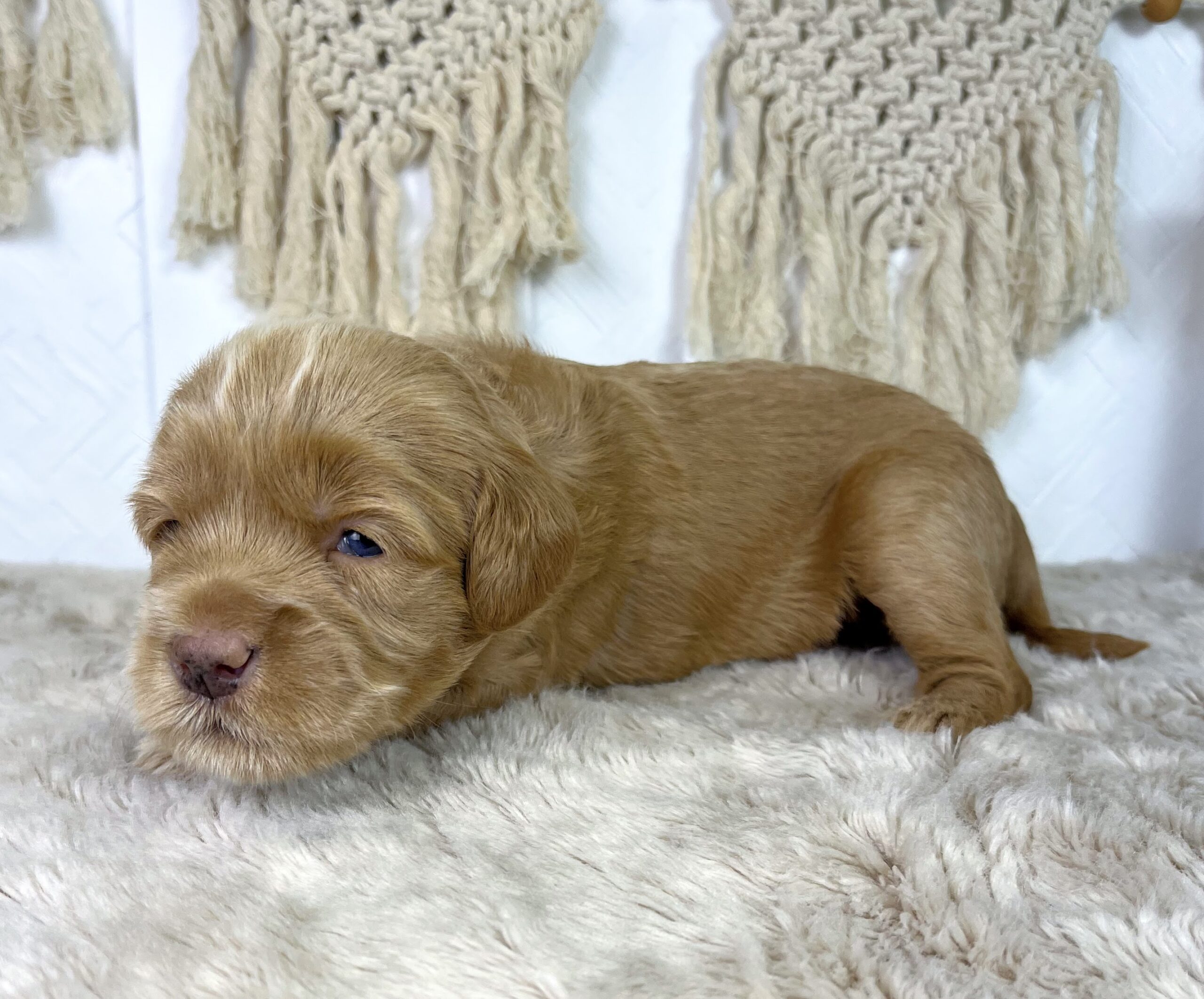 Cashew M 3 wks 3-3