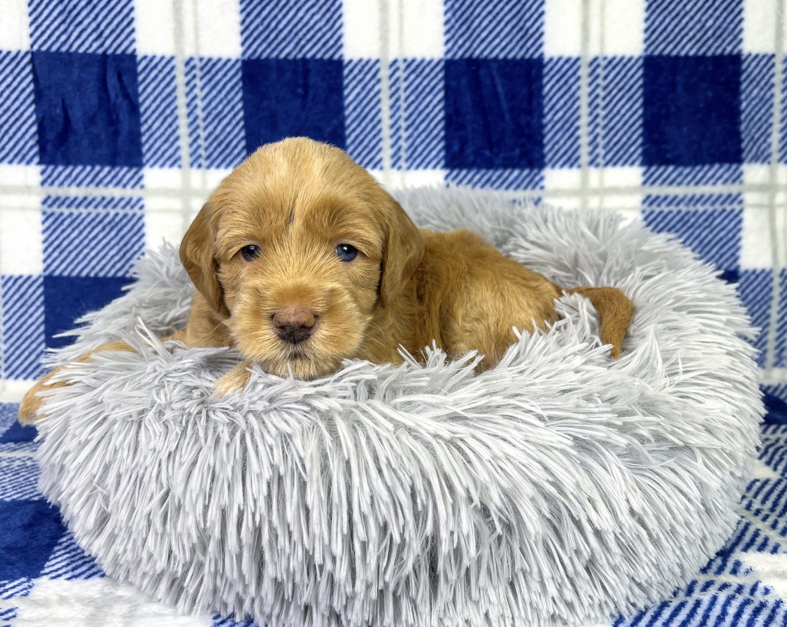 Goldendoodle puppies for sale raised with early training NY Dandy Doodles