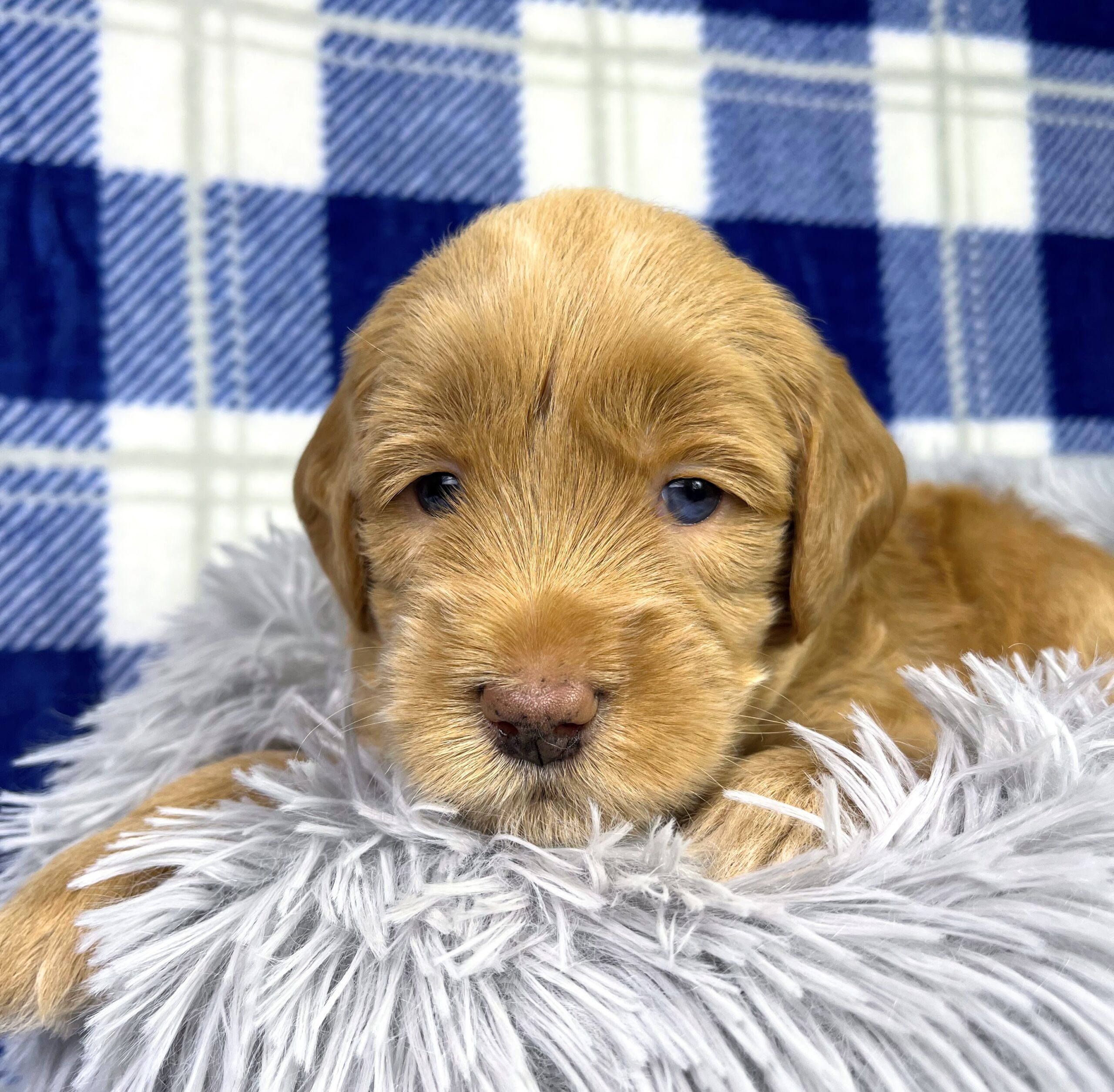 Cashew M 4 wks 2-3