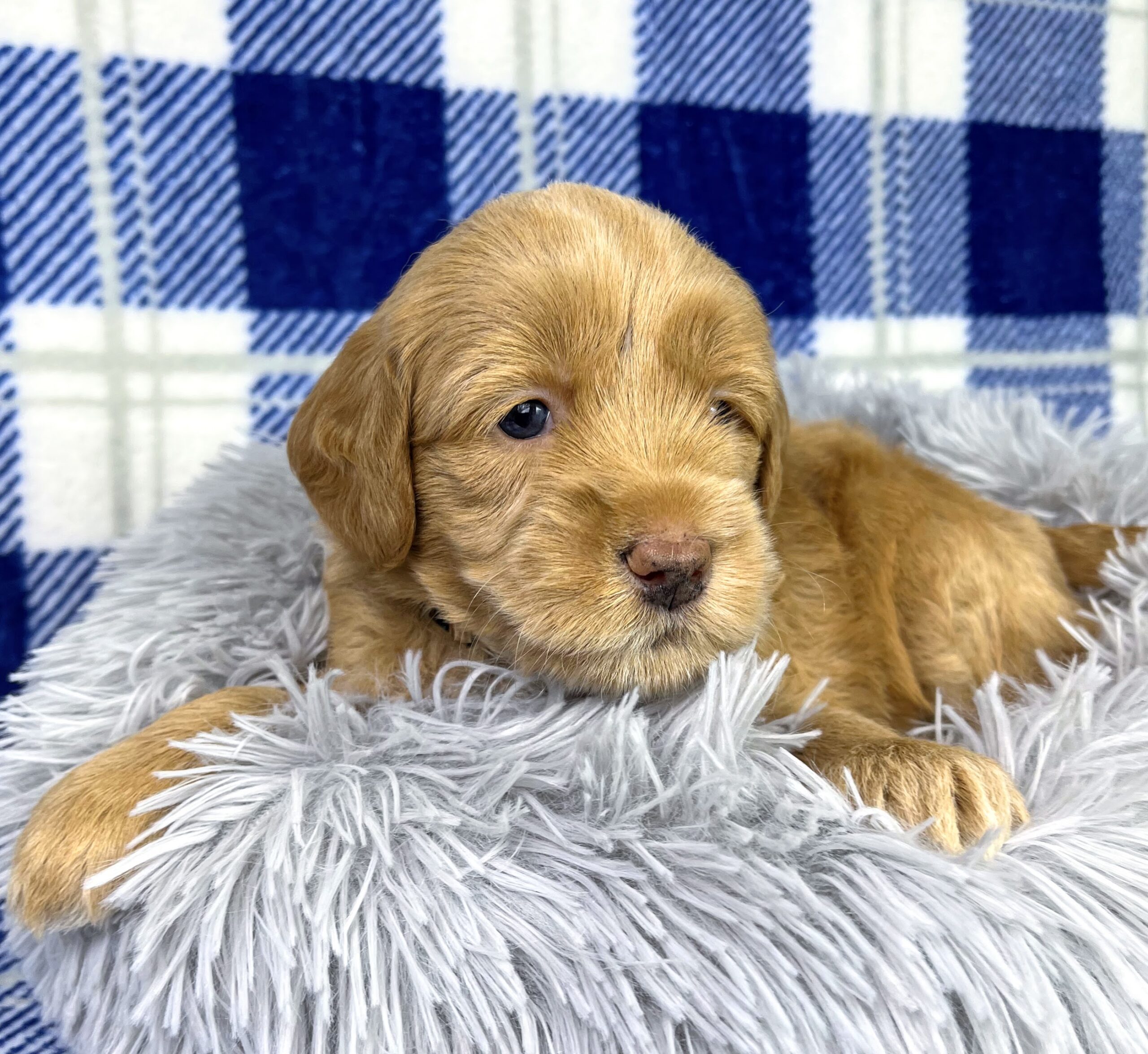 Cashew M 4 wks 3-3