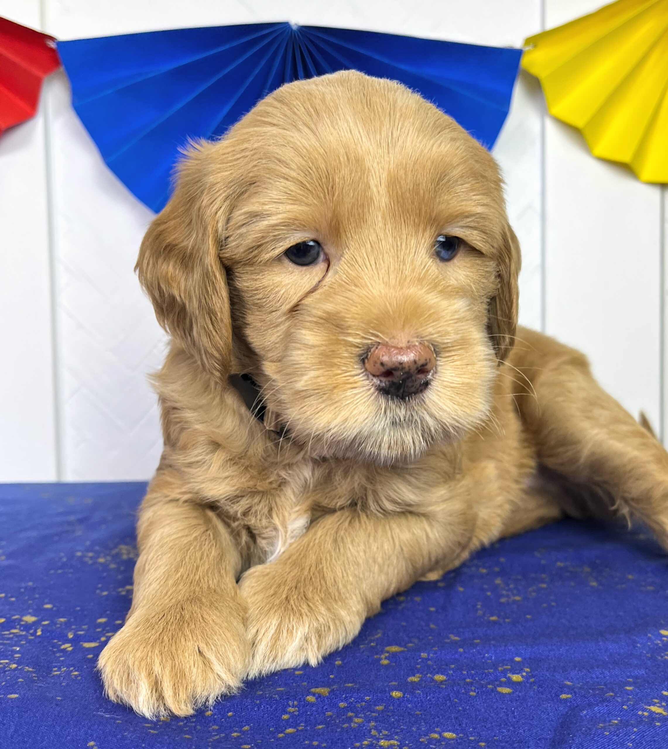 Cashew M 5 wks 2-3