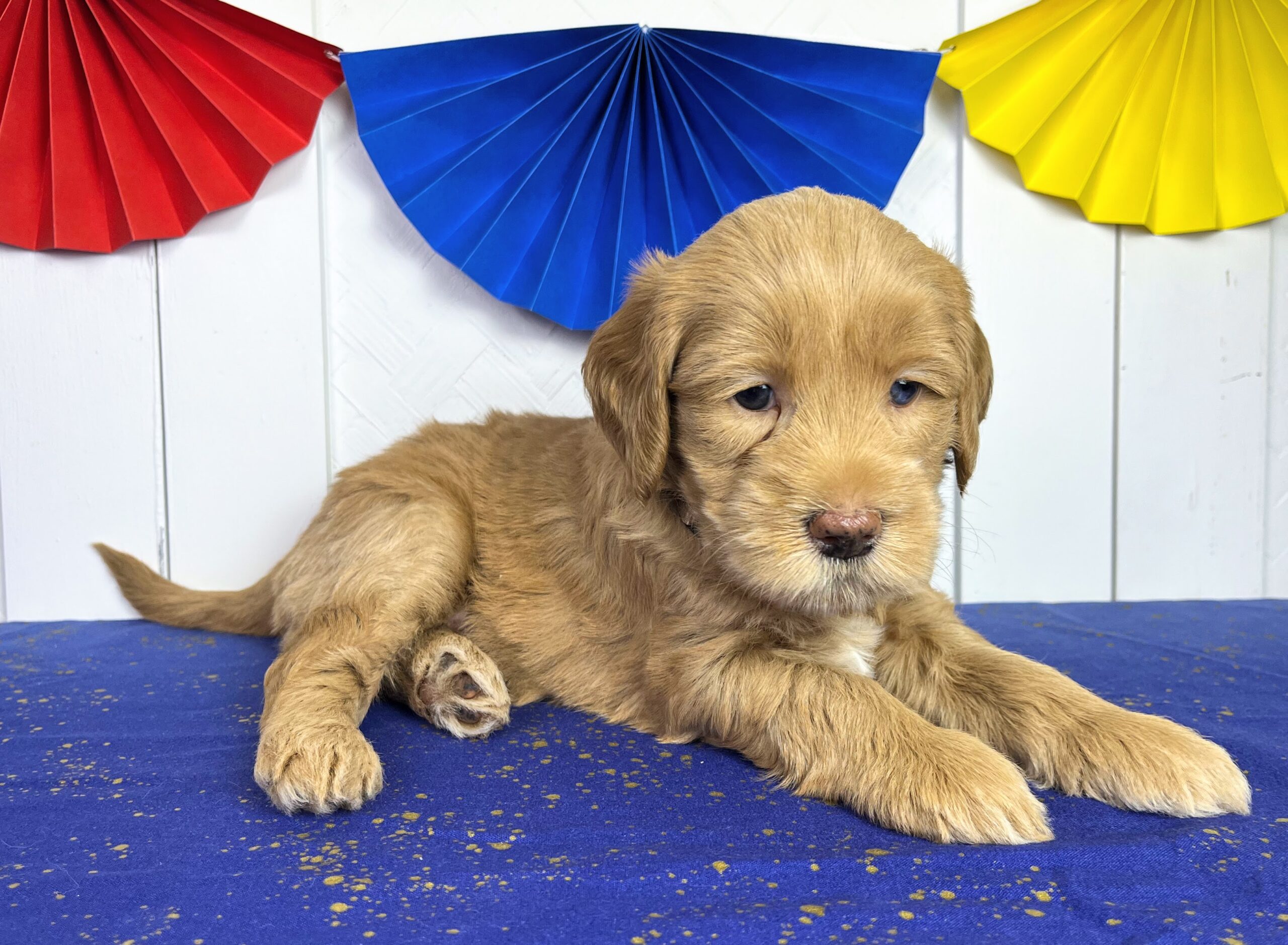 Cashew M 5 wks 3-3