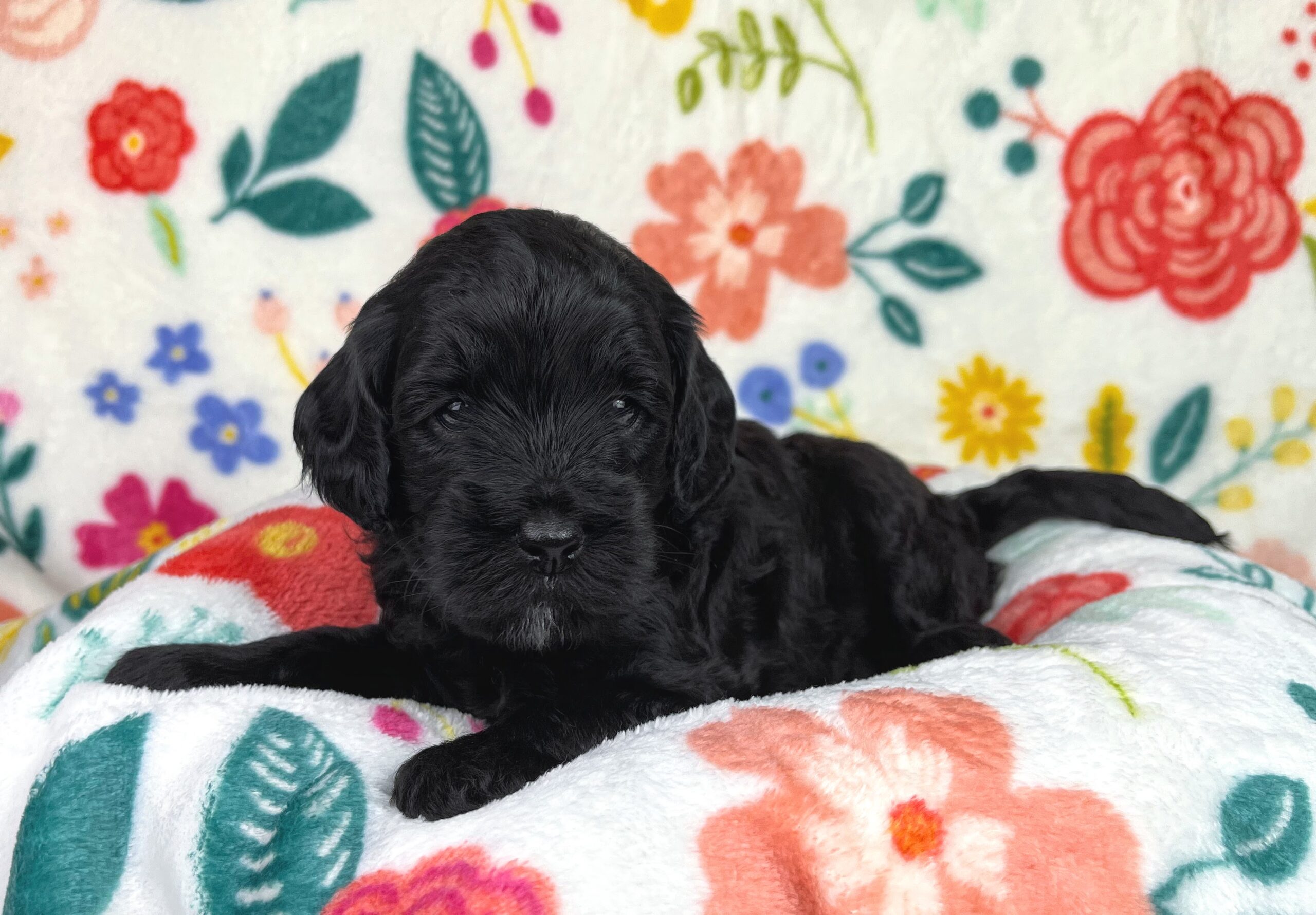 Mini Goldendoodle puppies for sale raised with early training from NY Dandy Doodles