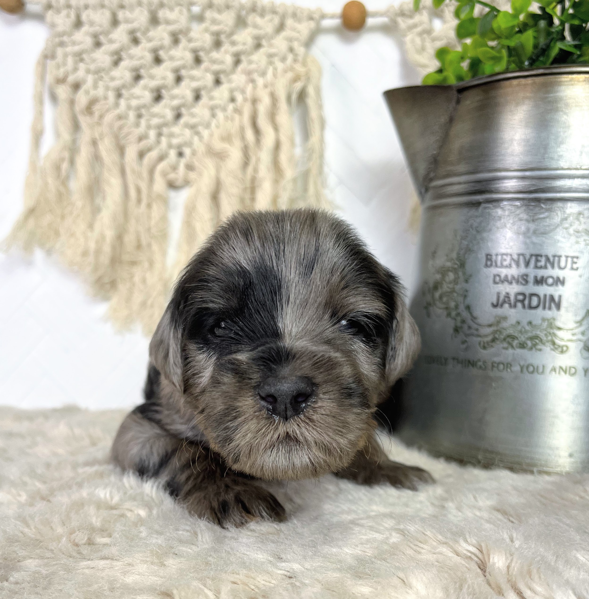 Blue Merle Phantom Mini Goldendoodle puppy for sale NY Dandy Doodles