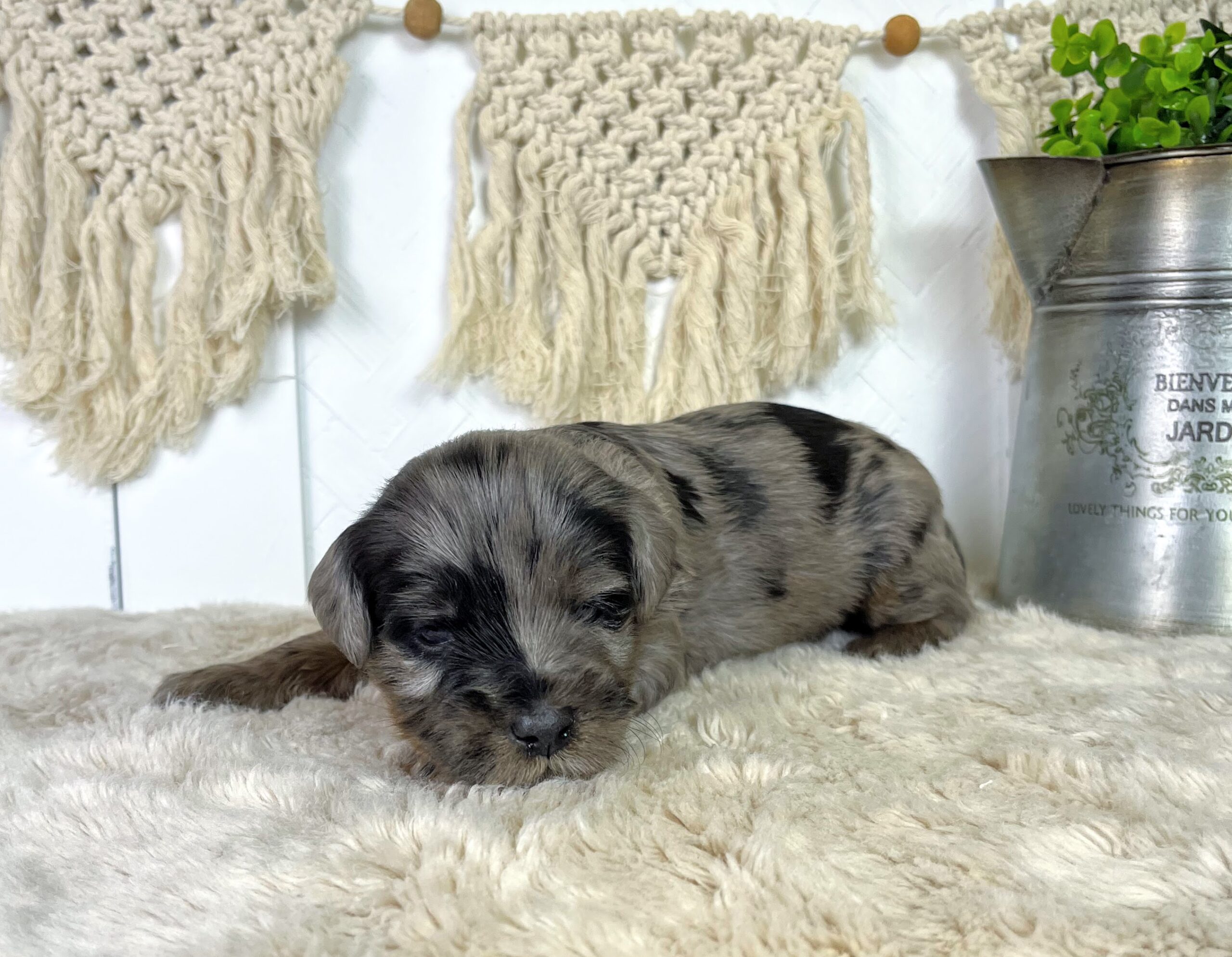 Macadamia M 3 wks 2-3