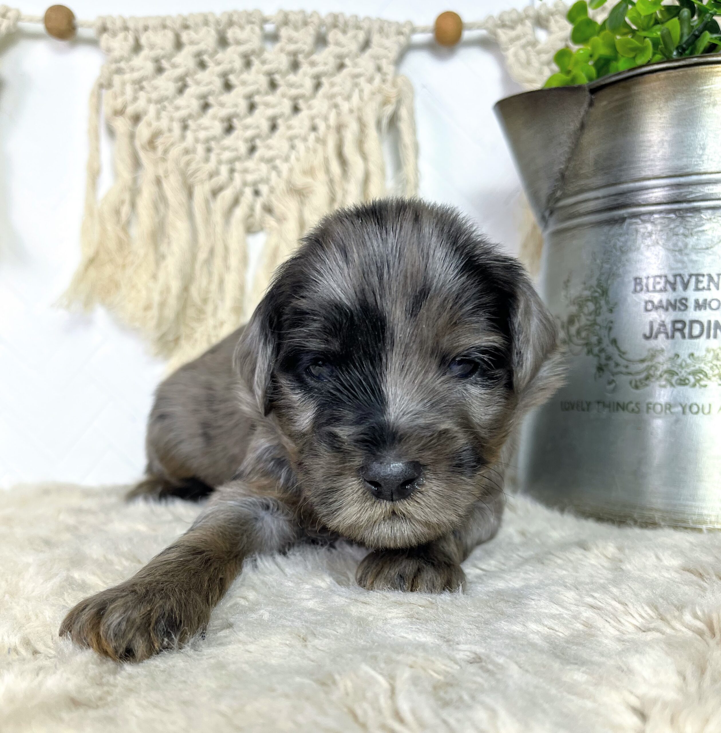 Macadamia M 3 wks 3-3