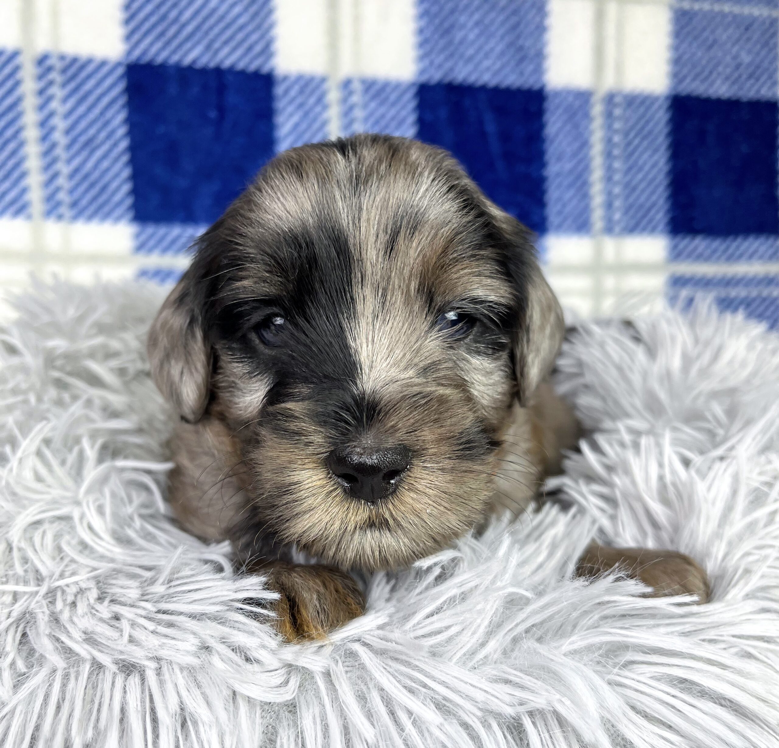 Blue Merle Phantom Mini Goldendoodle puppies for sale NY Dandy Doodles