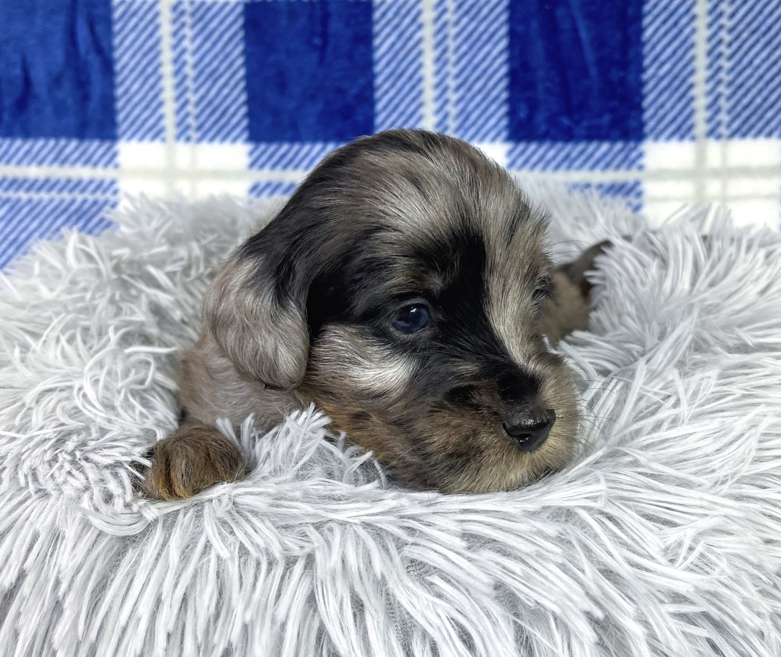 Macadamia M 4 wks 2-3