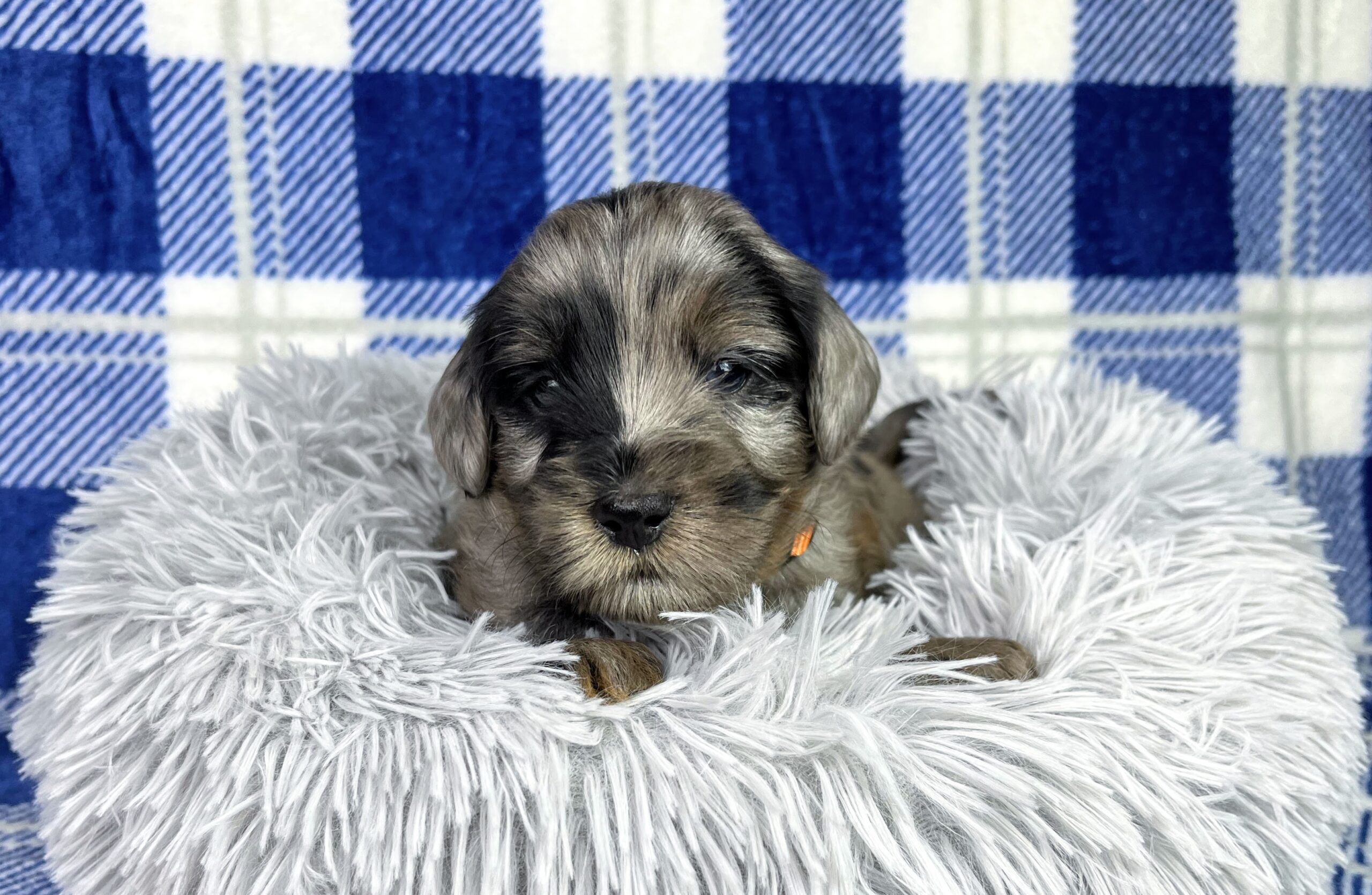 Macadamia M 4 wks 3-3