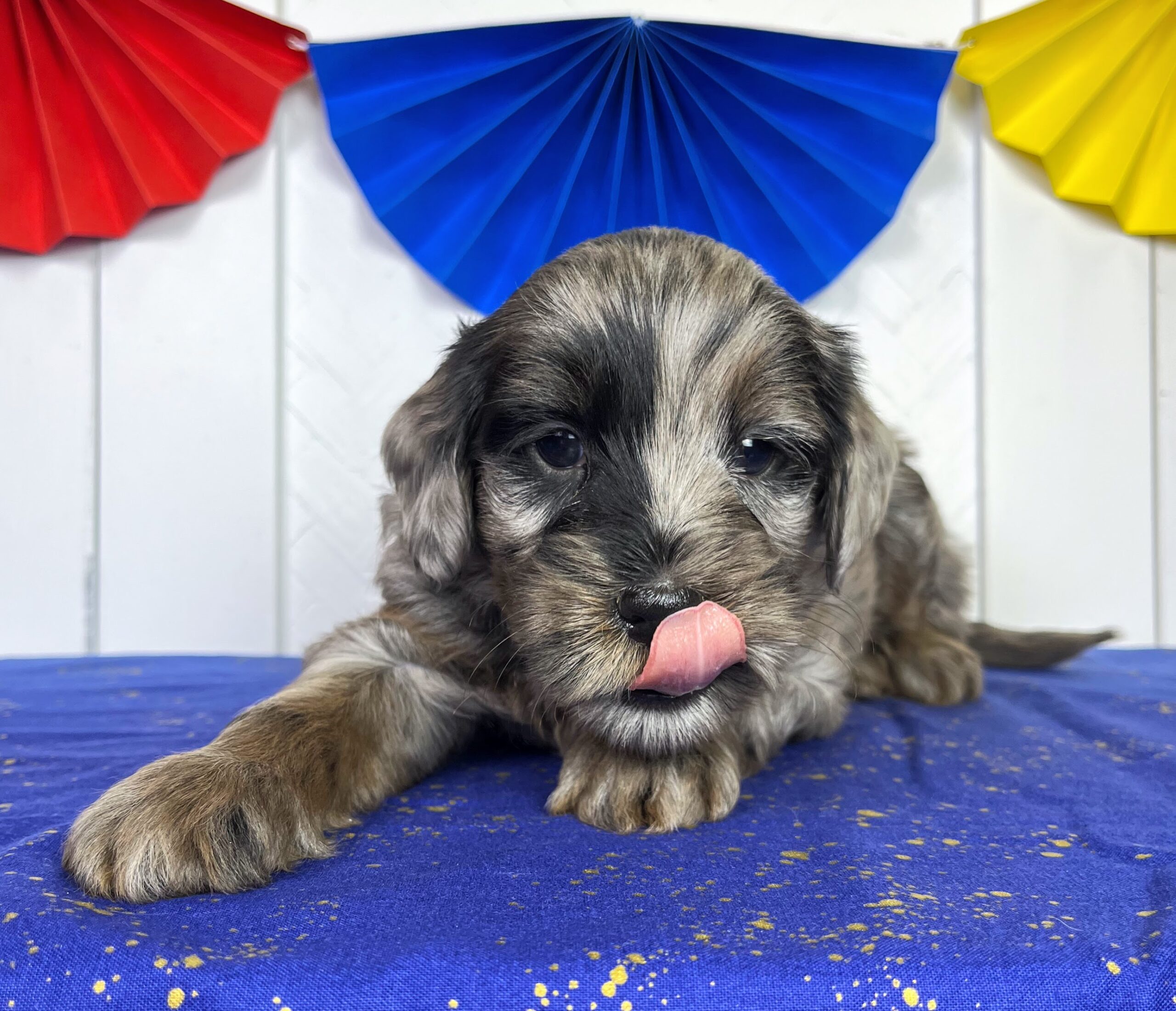 Macadamia M 5 wks 2-3