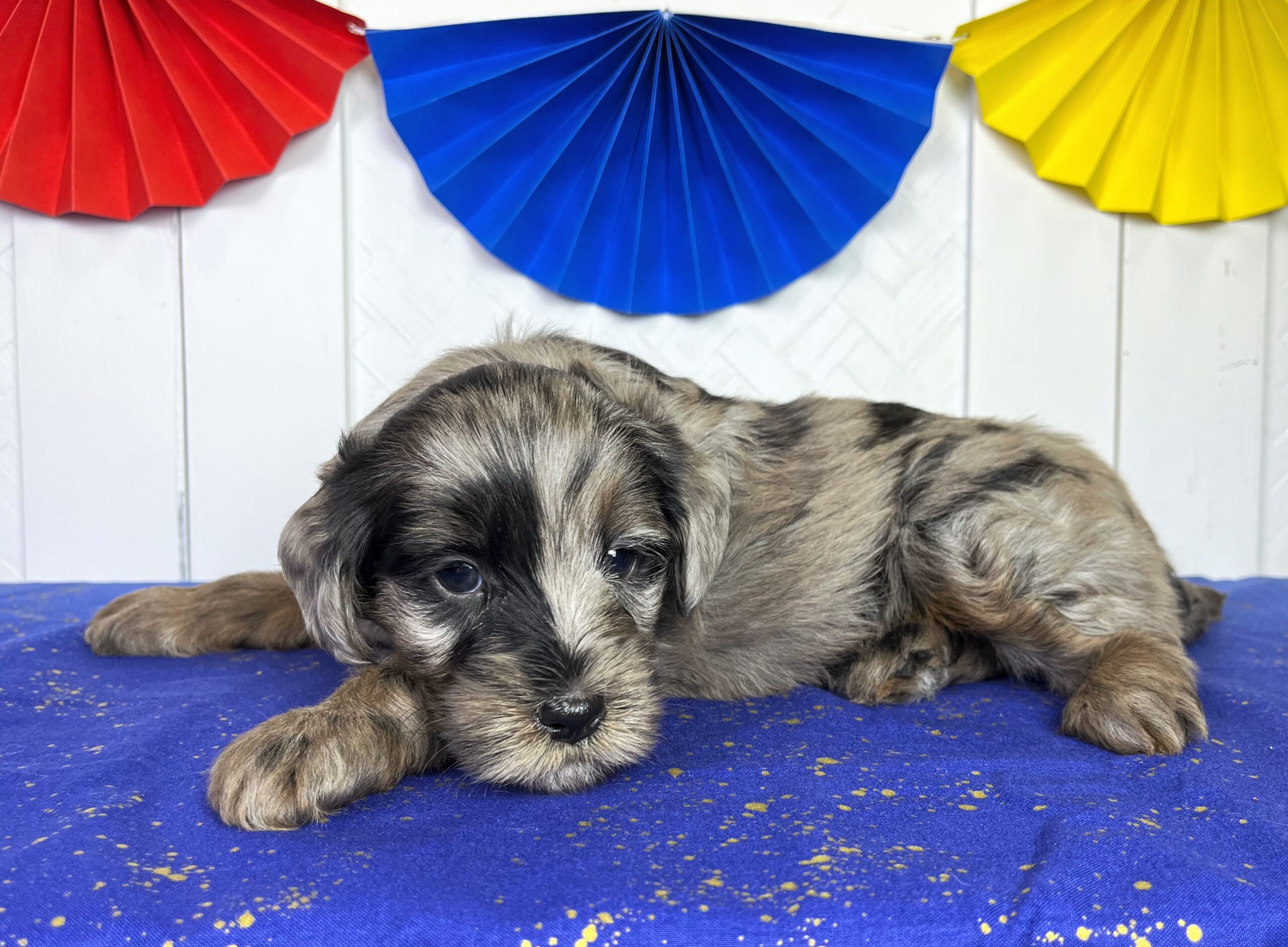 Macadamia M 5 wks 3-3