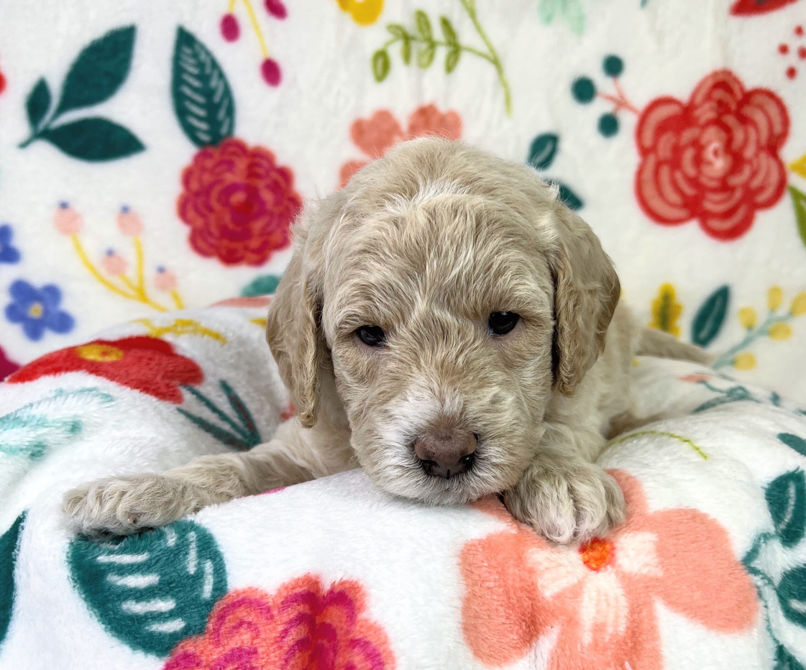Cream Mini Goldendoodle puppy for sale NY Dandy Doodles