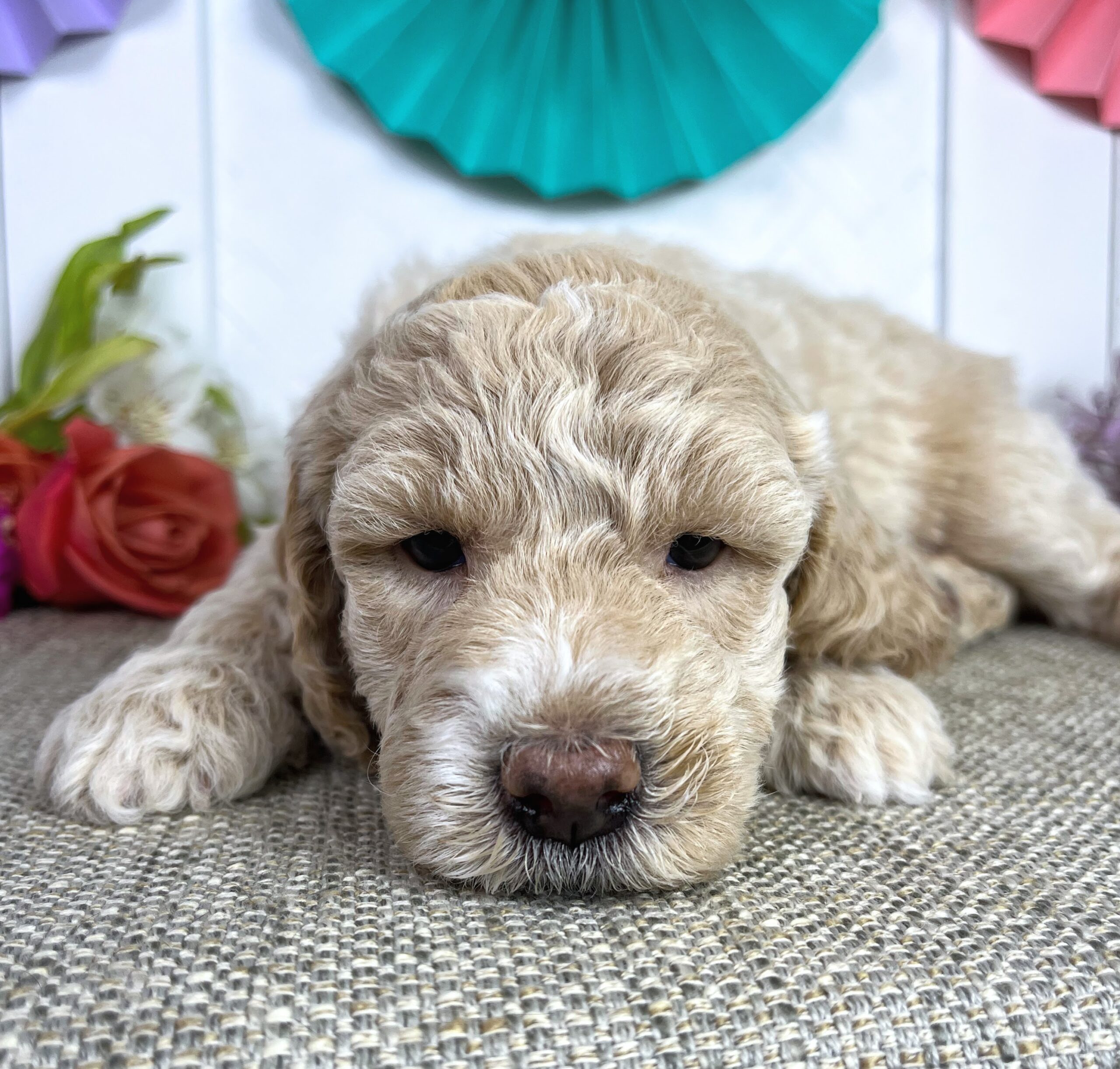 Pistachio F 5 wks 2-3