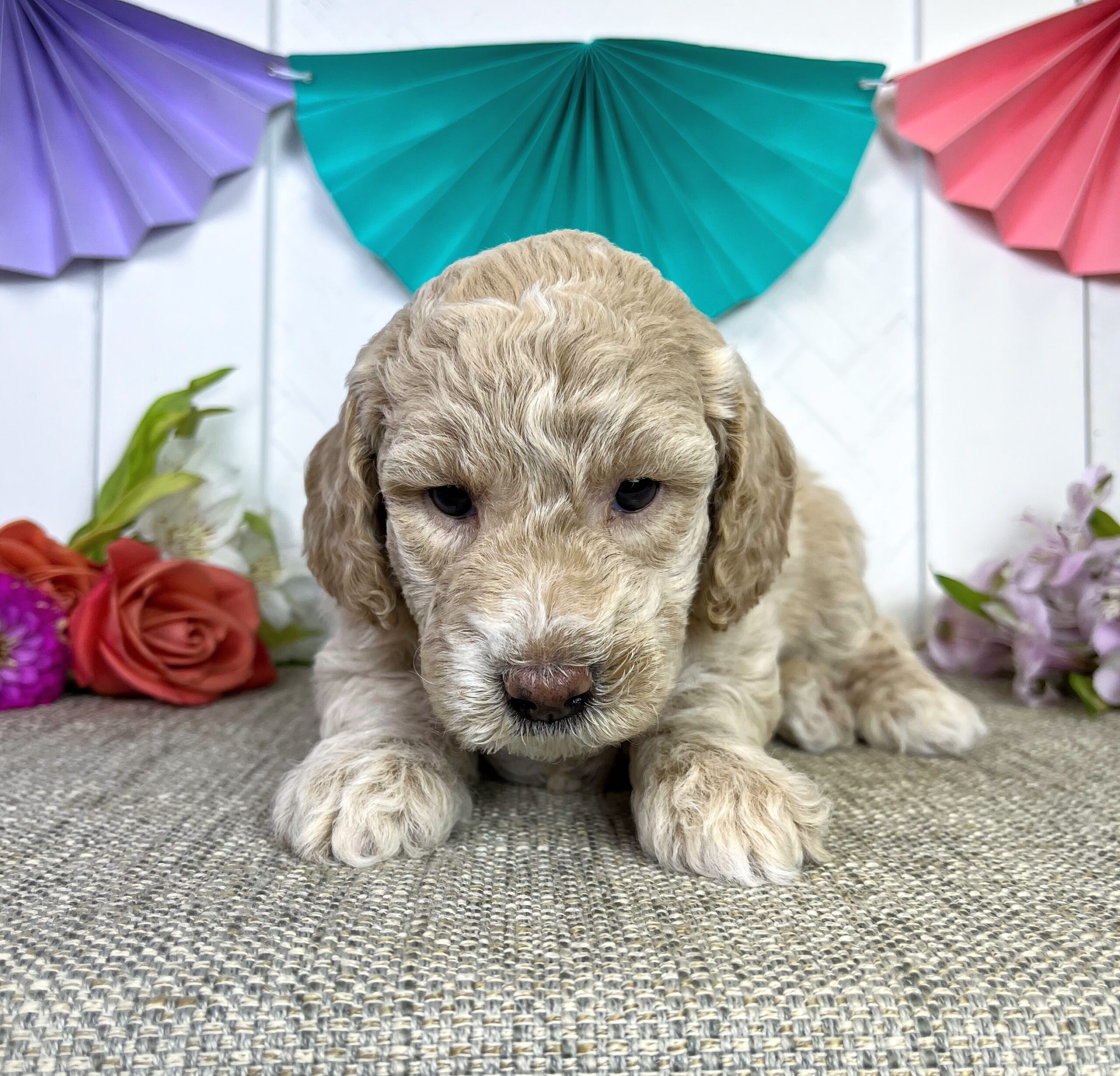 Pistachio F 5 wks 3-3