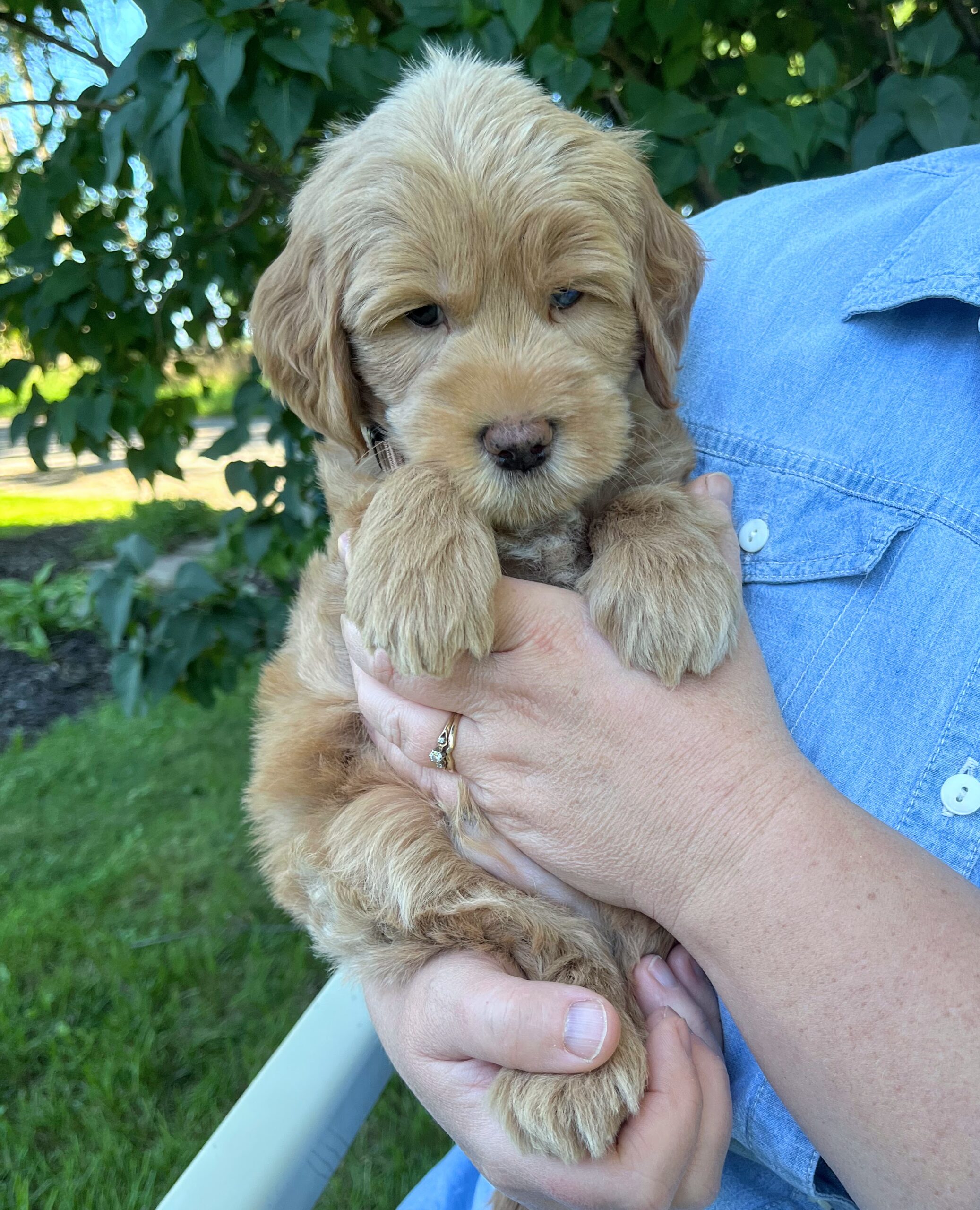 Cashew M 6 wks 2-3
