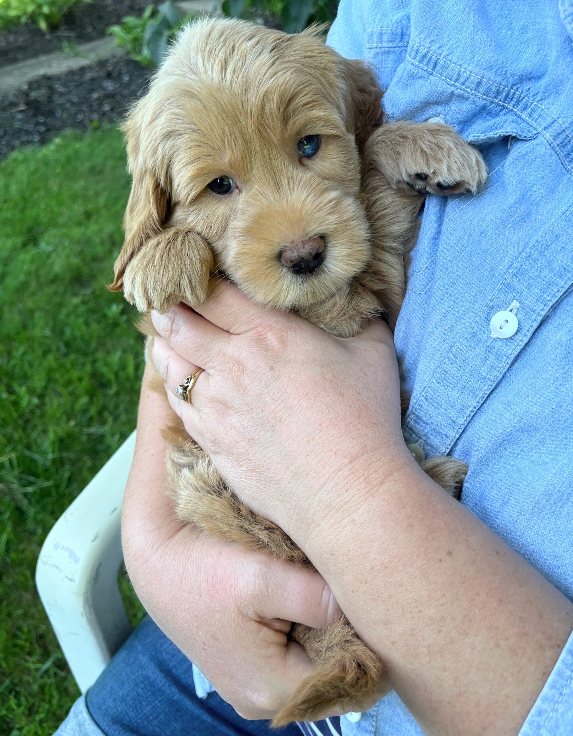 Cashew M 6 wks 3-3