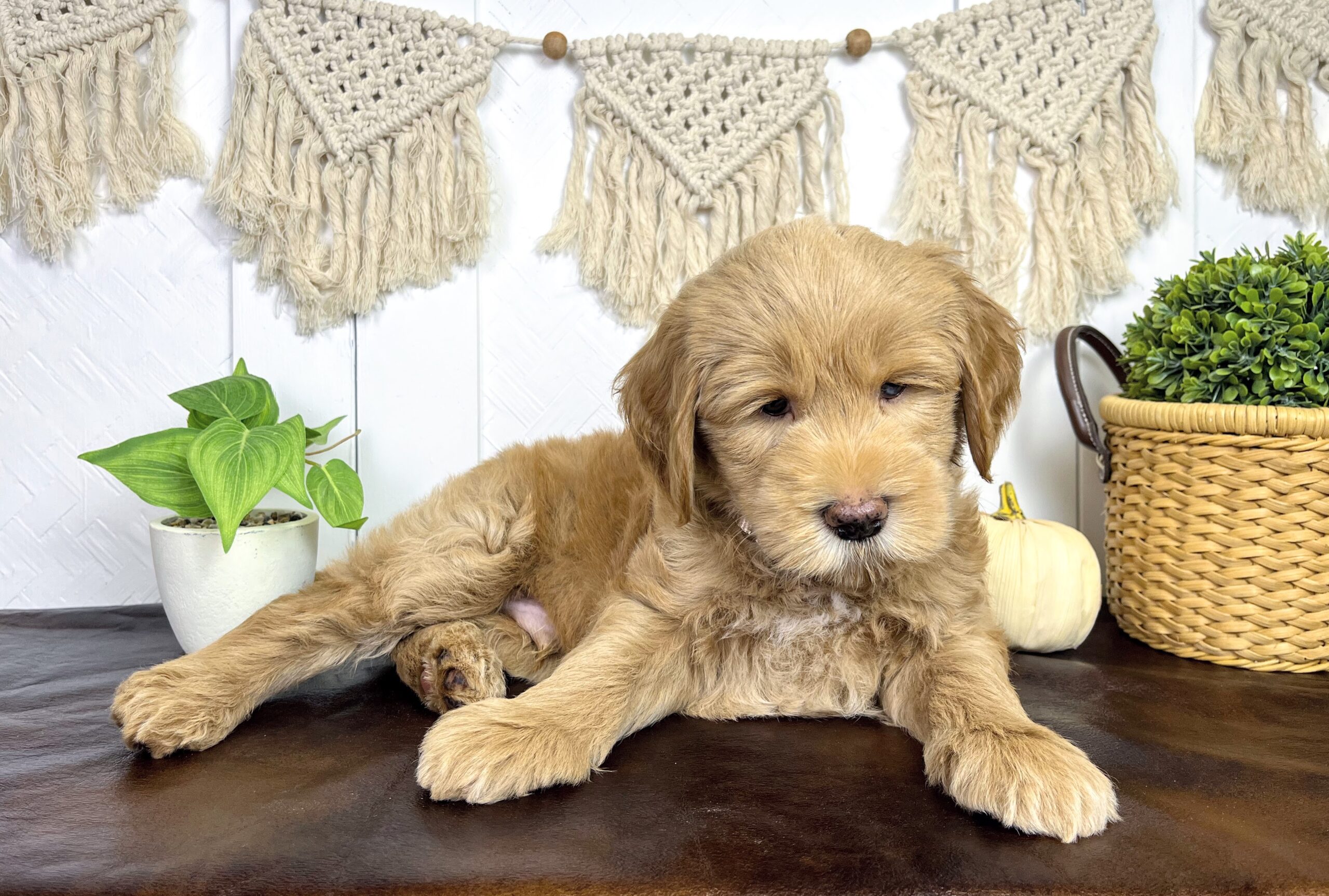 Cashew M 7 wks 2-3