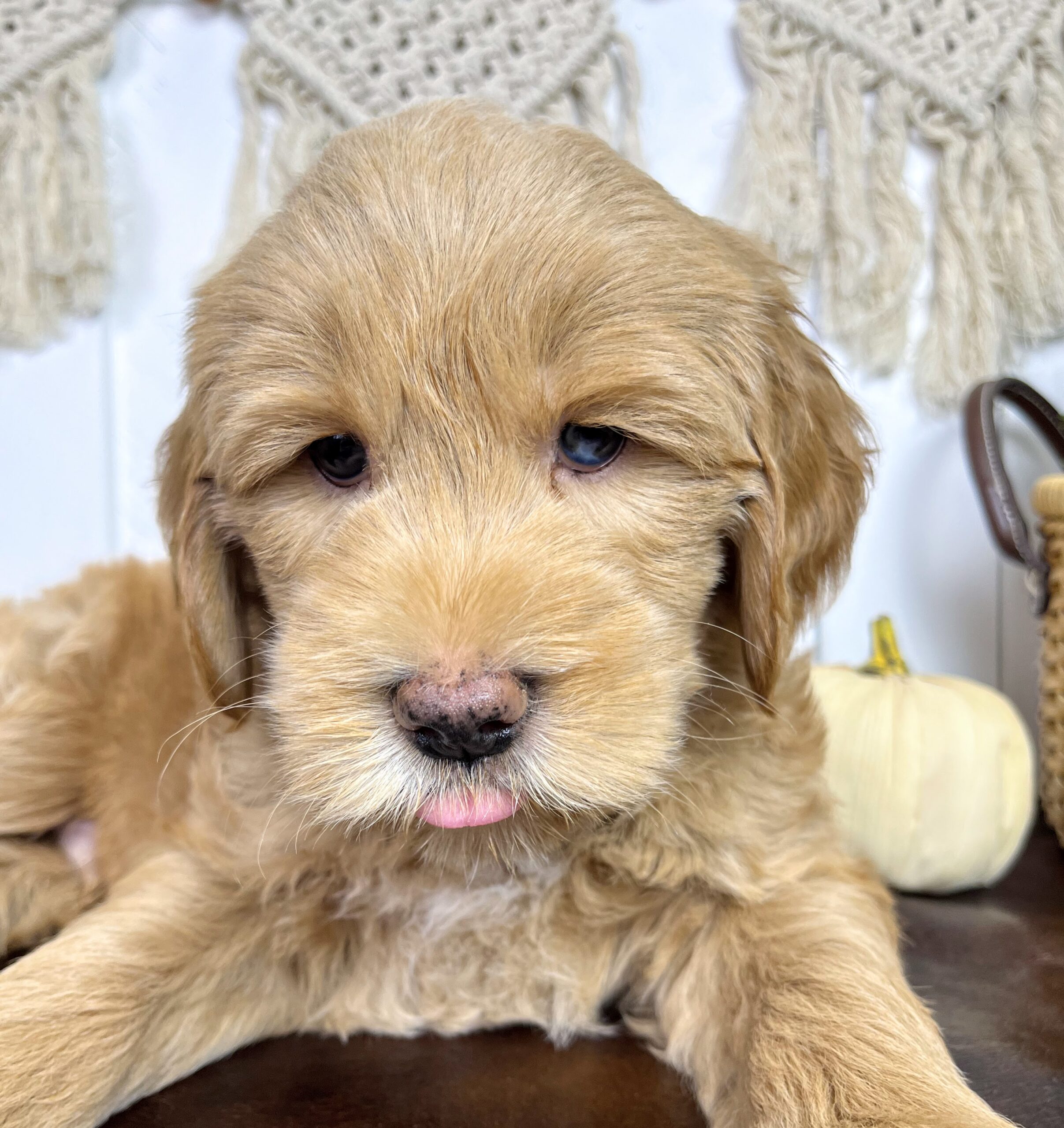 Cashew M 7 wks 3-3
