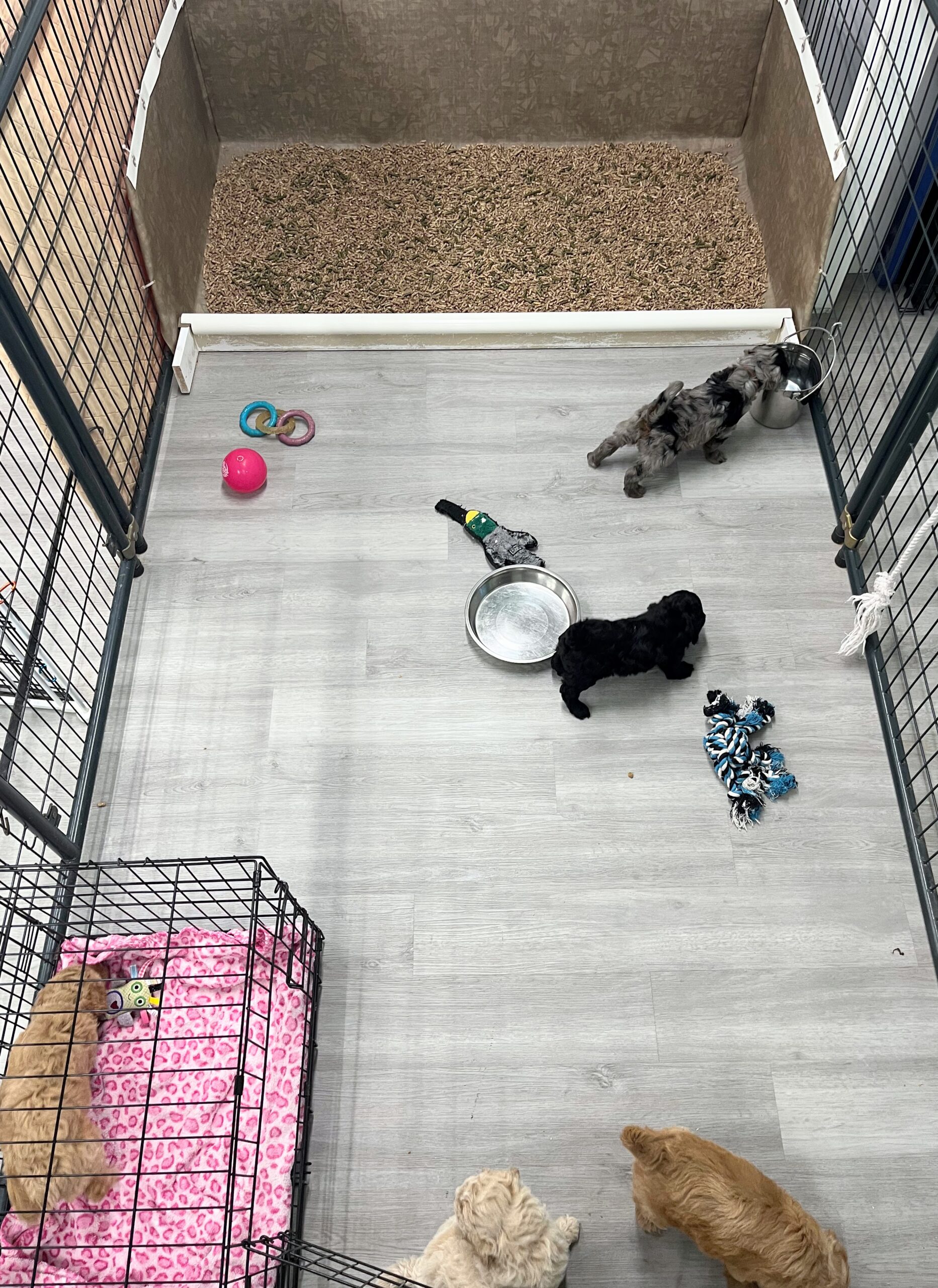 Chevelle pups kennel pen litter box crate area 26
